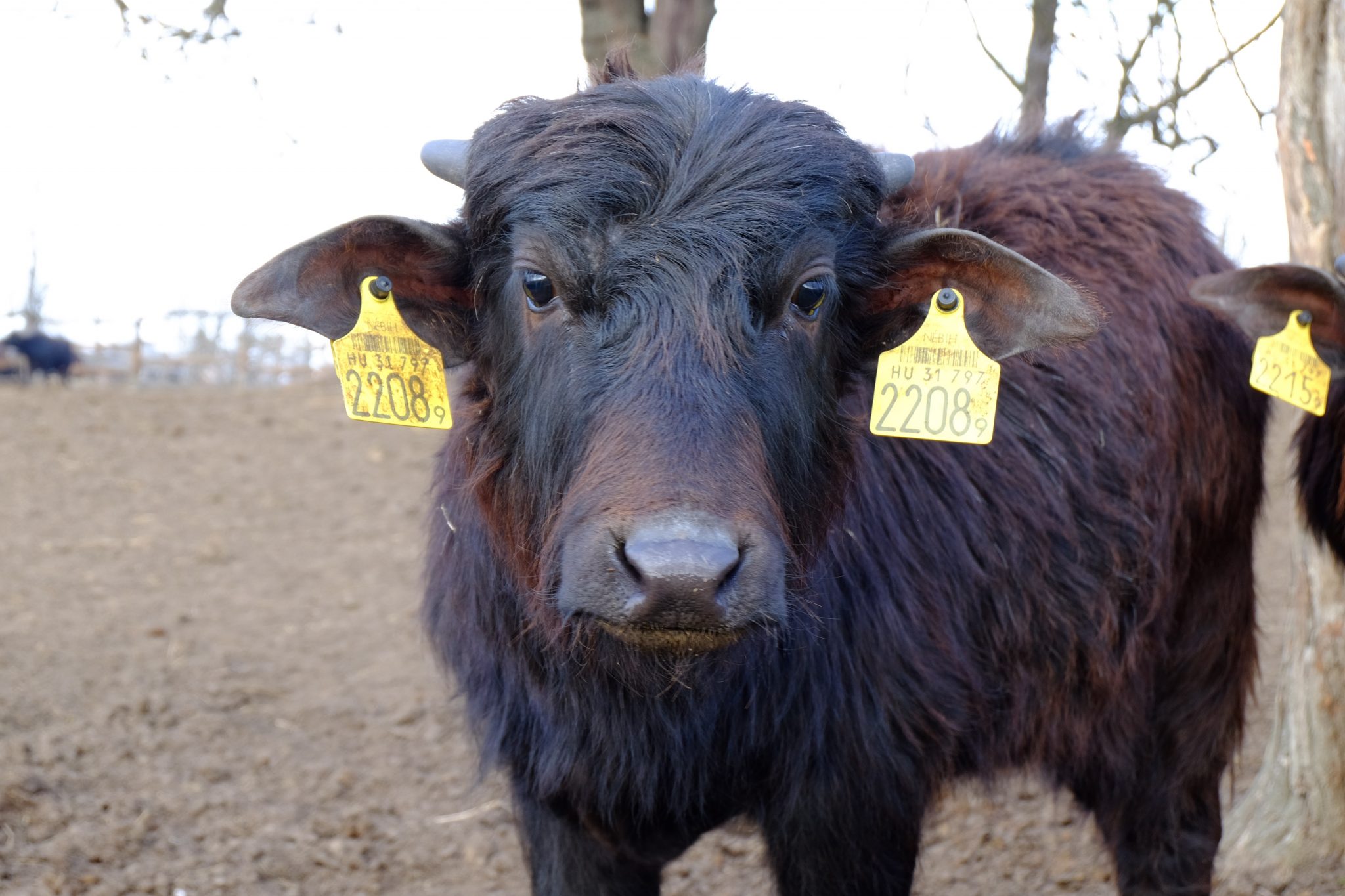 Buffalo at Lake Balaton