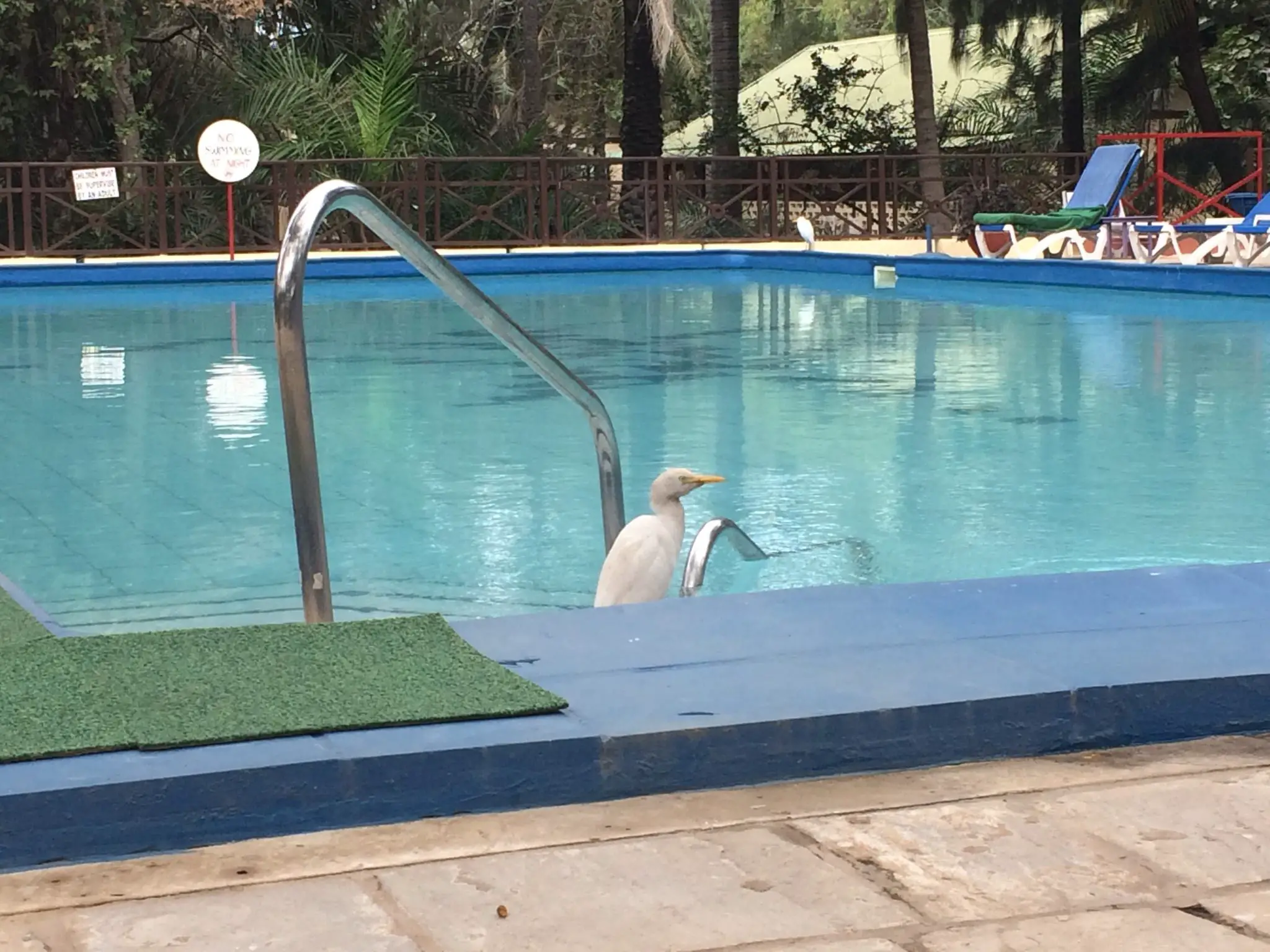 Egret at a swimming pool