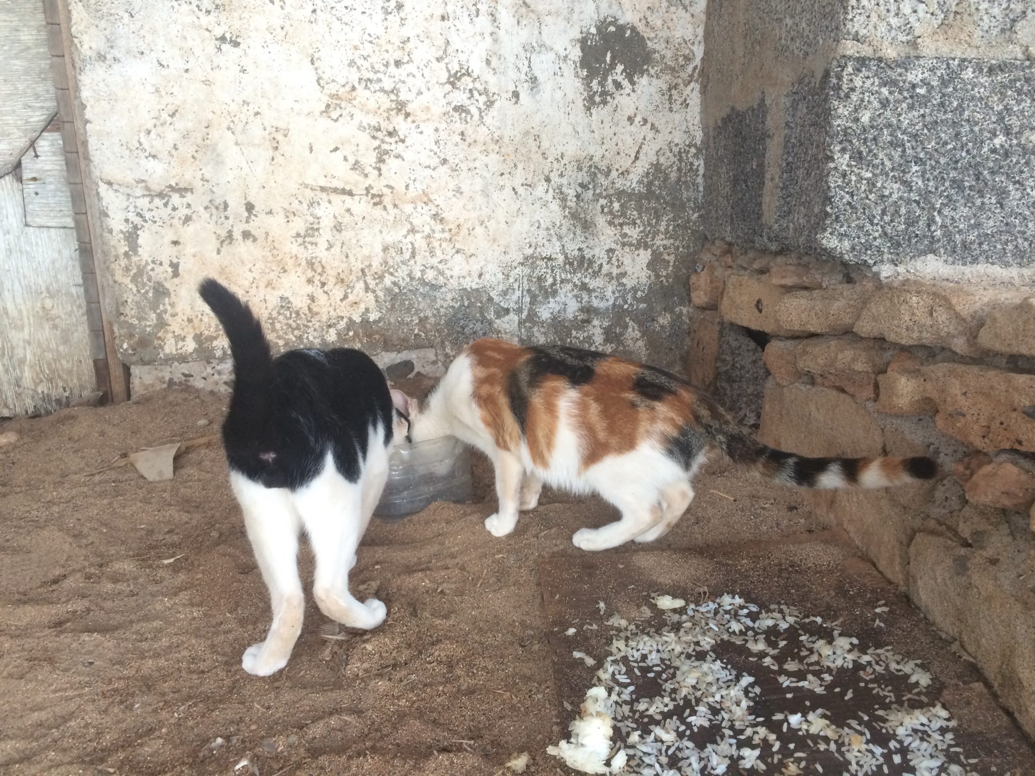 Cats on a deserted beach, Sal Island, Cape Verde