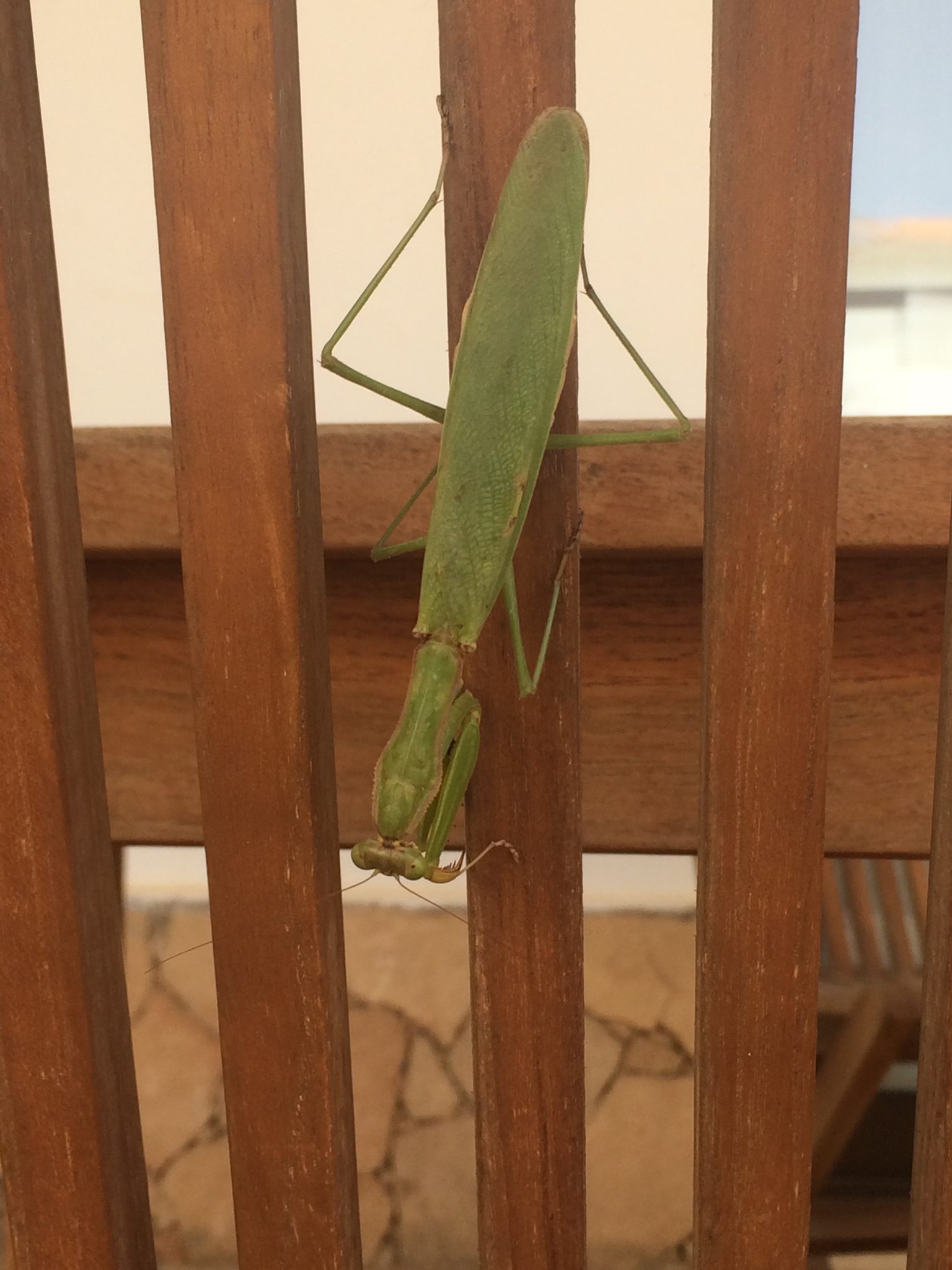 Praying mantis, Sal Island, Cape Verde