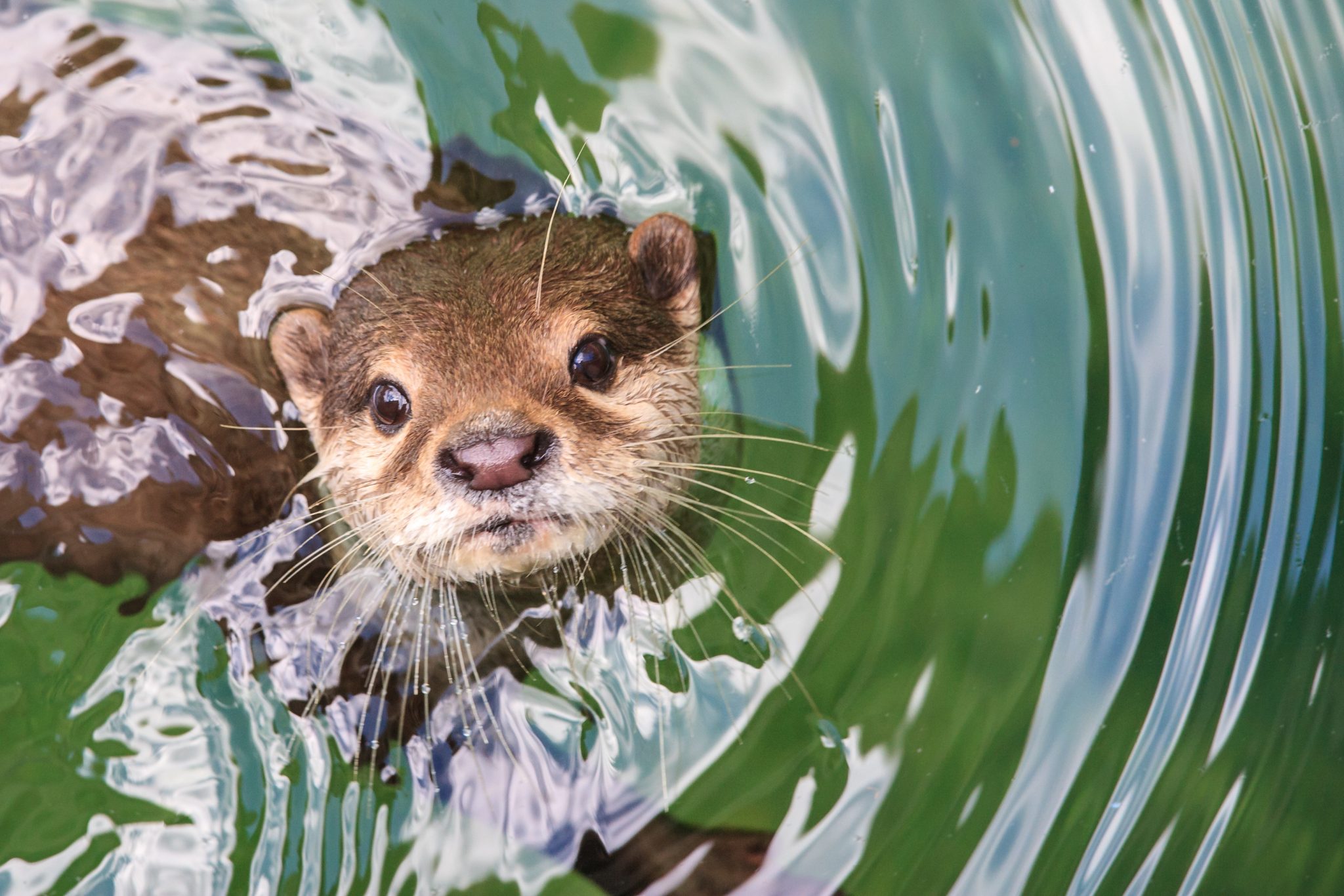 Otter in water