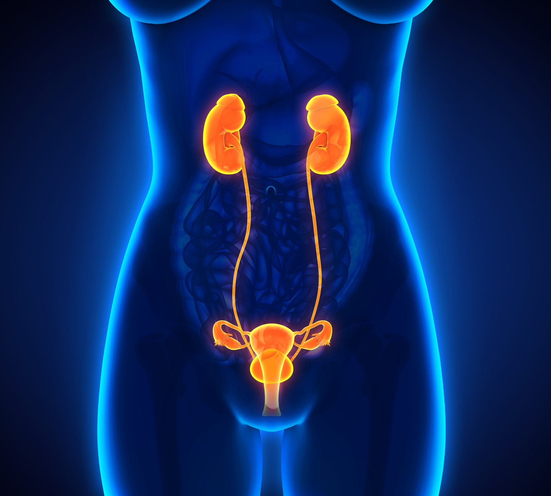 Female urinary system