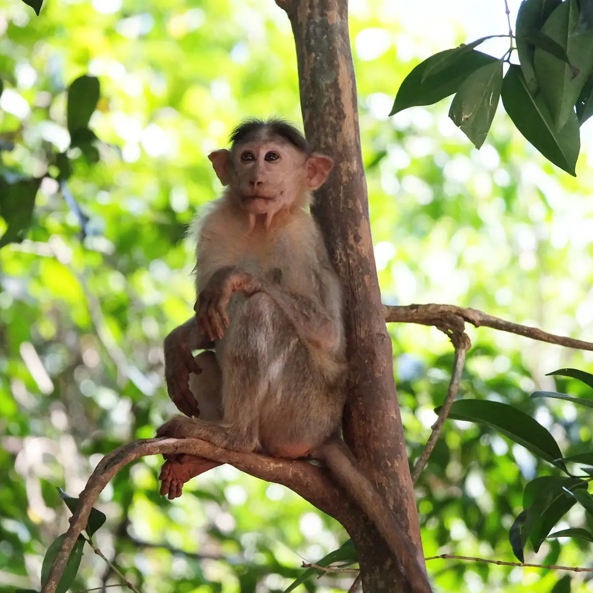 Bonnet macaque in Goa