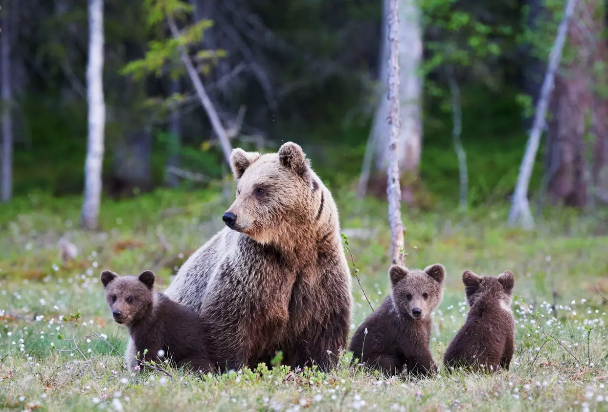 Mother brown bear protecting her three little cubs
