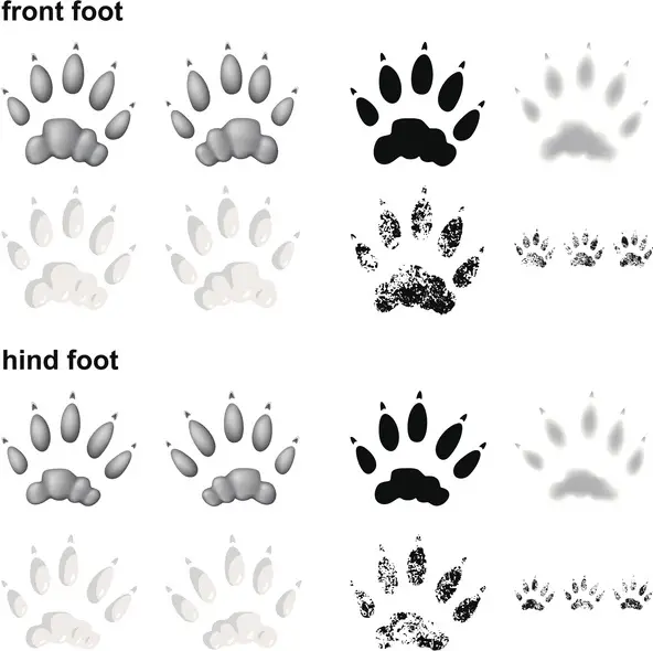 Otter footprints