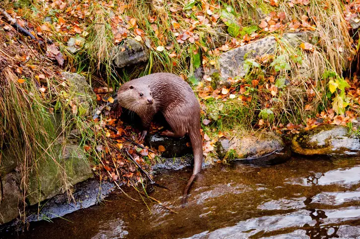 Otter on a river bank