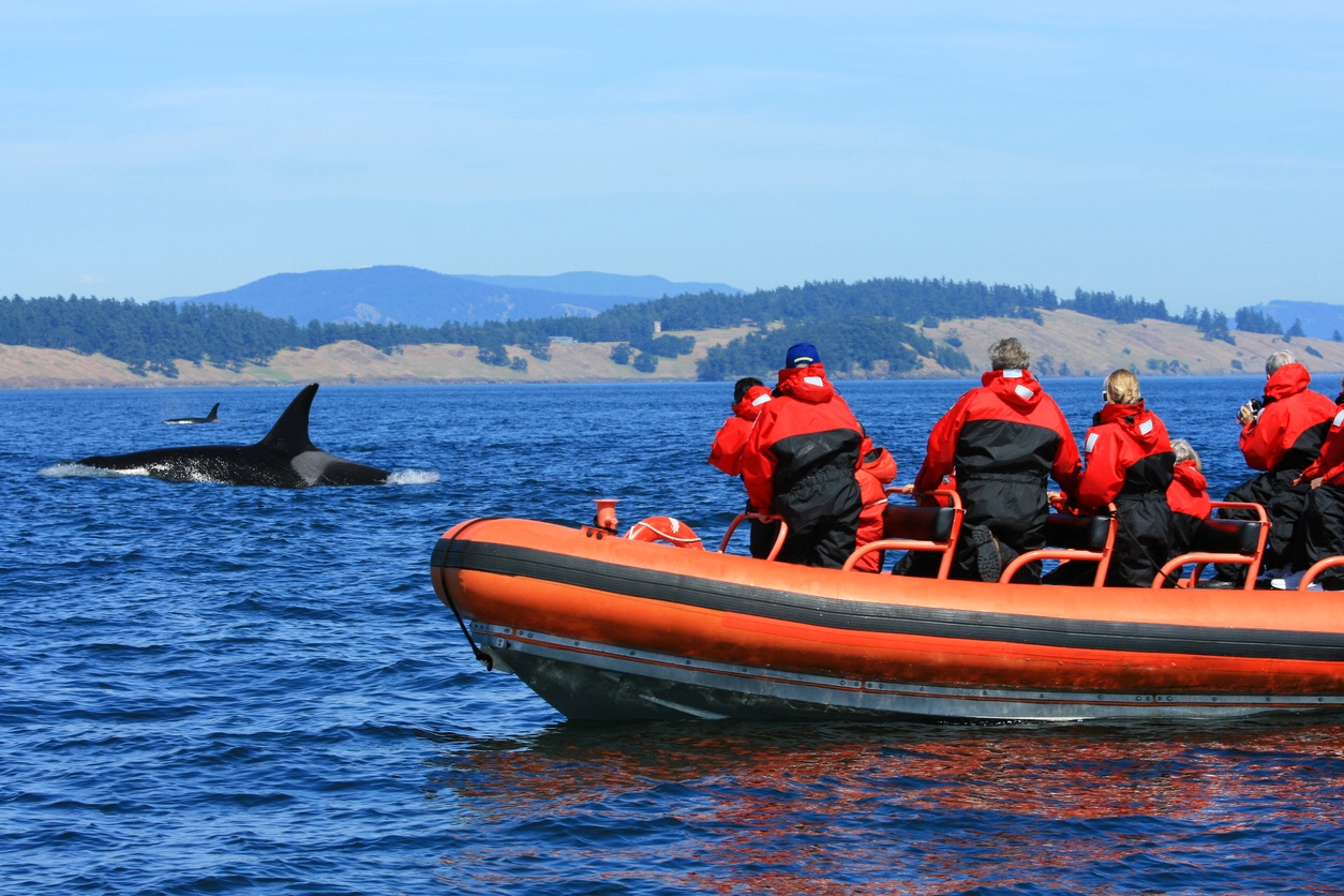 Tourists watching killer whales