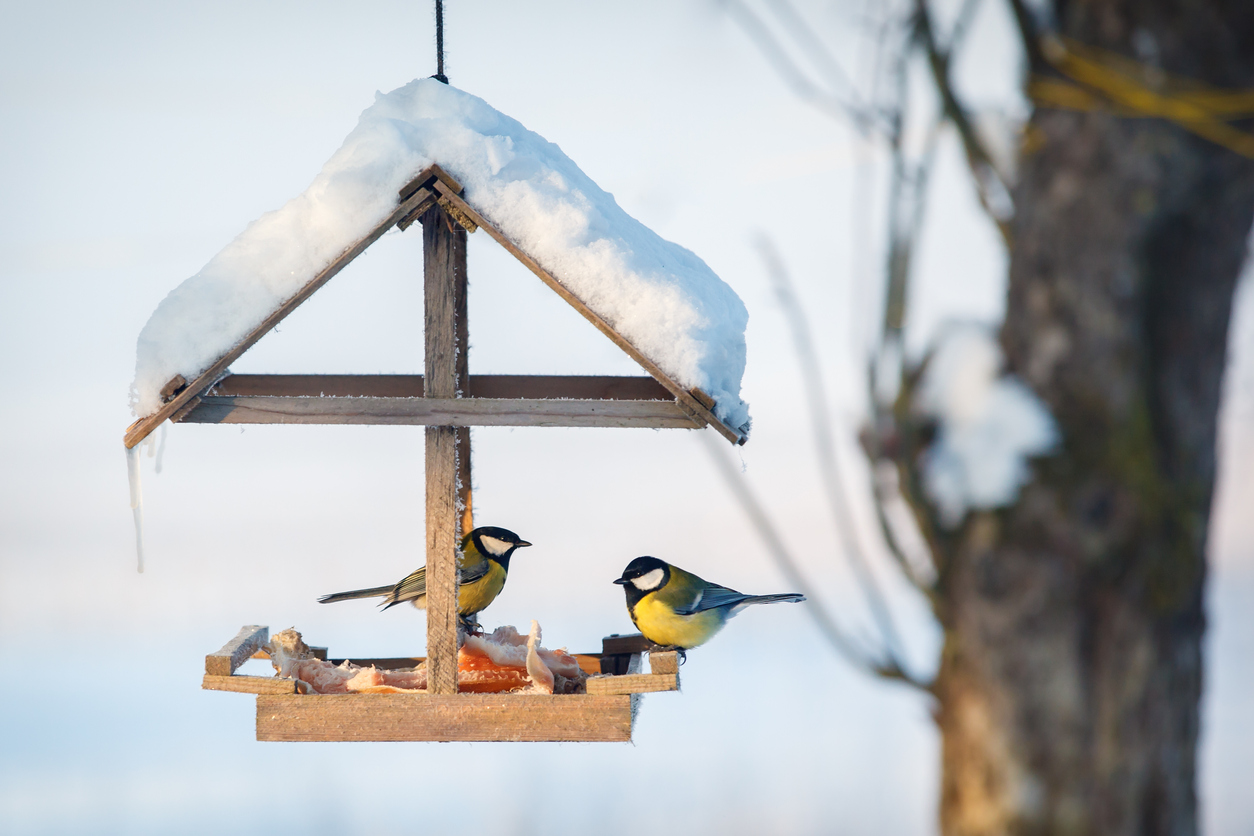 Great tits on a feeder in Winter