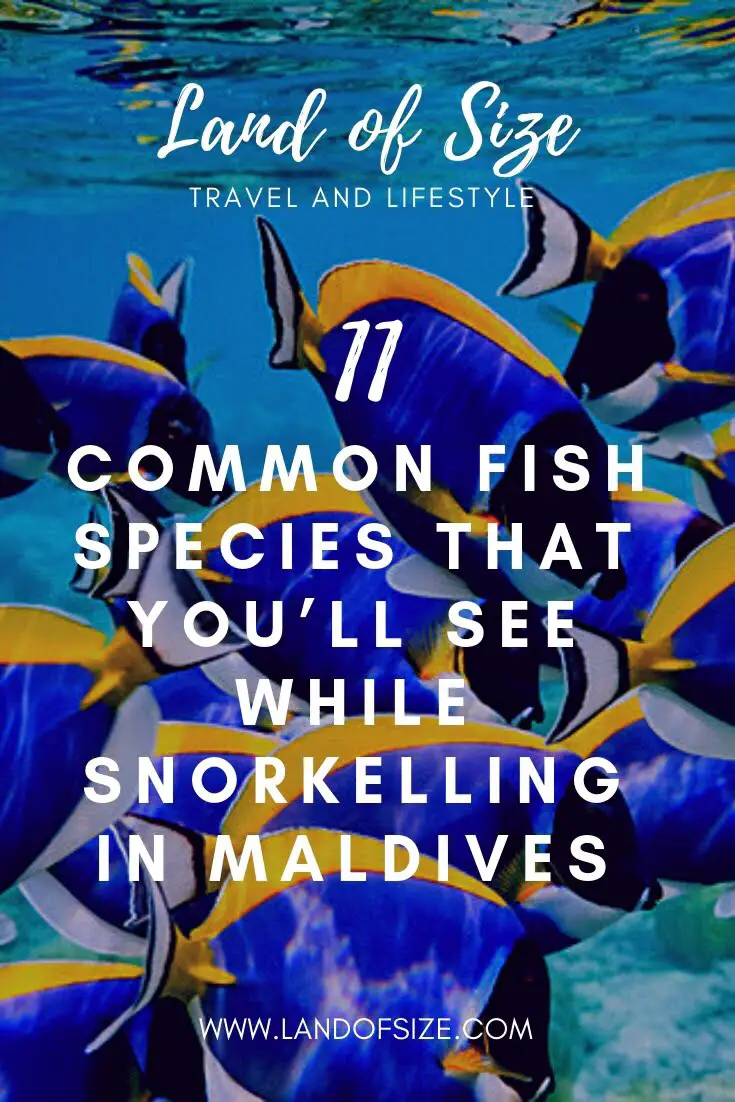 11 common fish species that you’ll see while snorkelling in Maldives