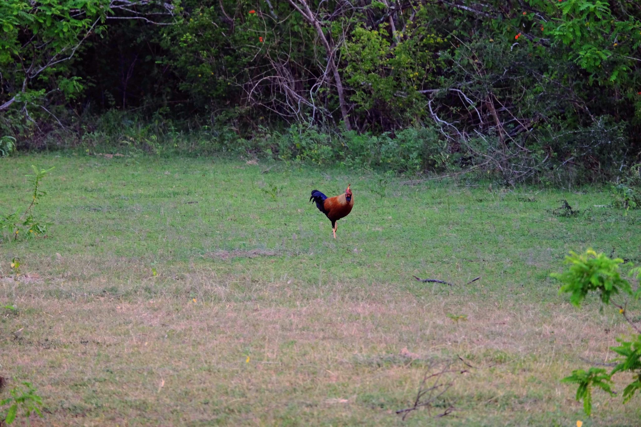 Junglefowl, Yala National Park, Sri Lanka