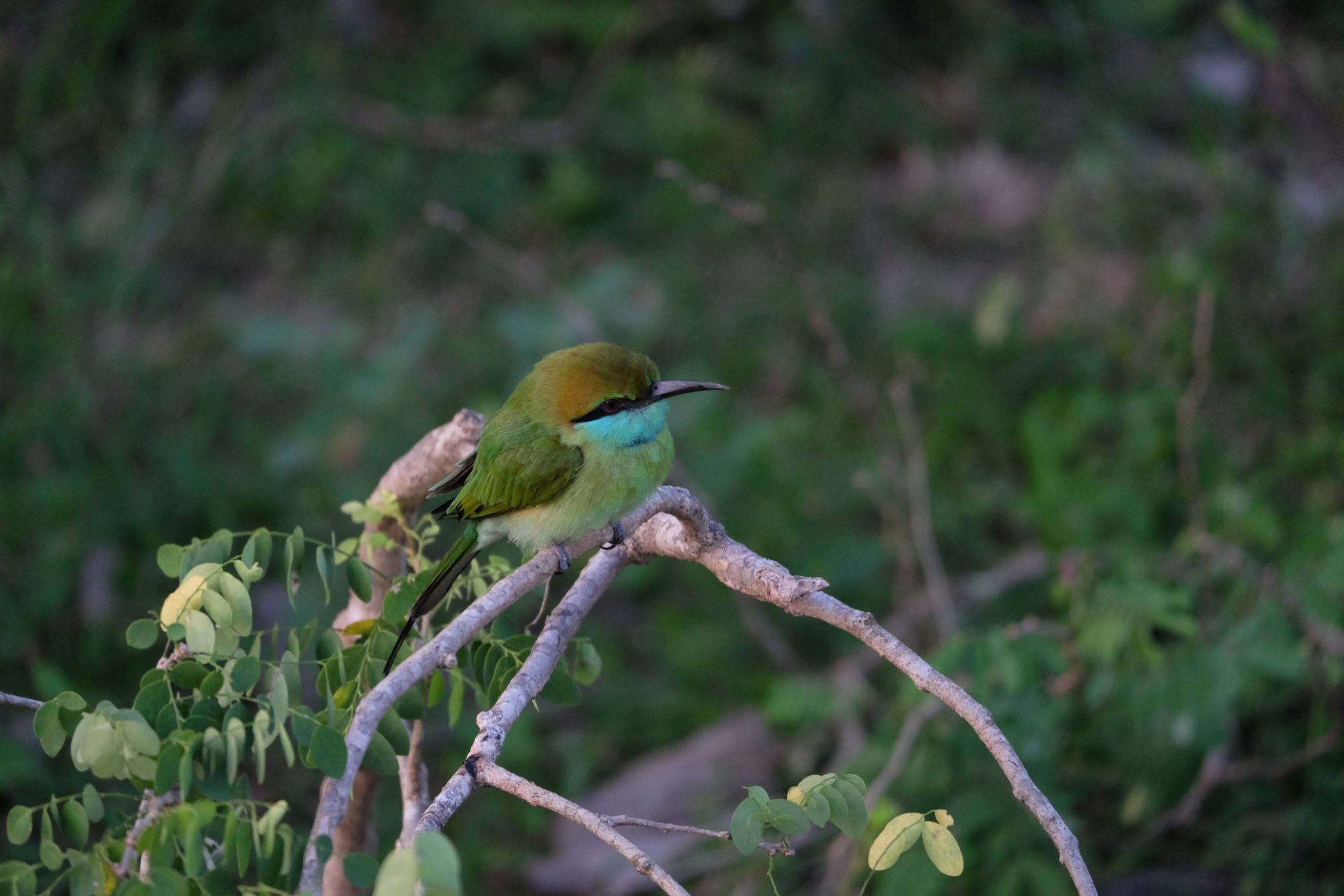 Bee-eater, Yala National Park, Sri Lanka
