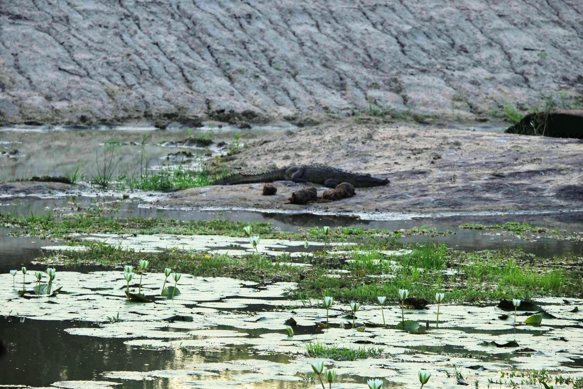 Mugger crocodile, Yala National Park, Sri Lanka