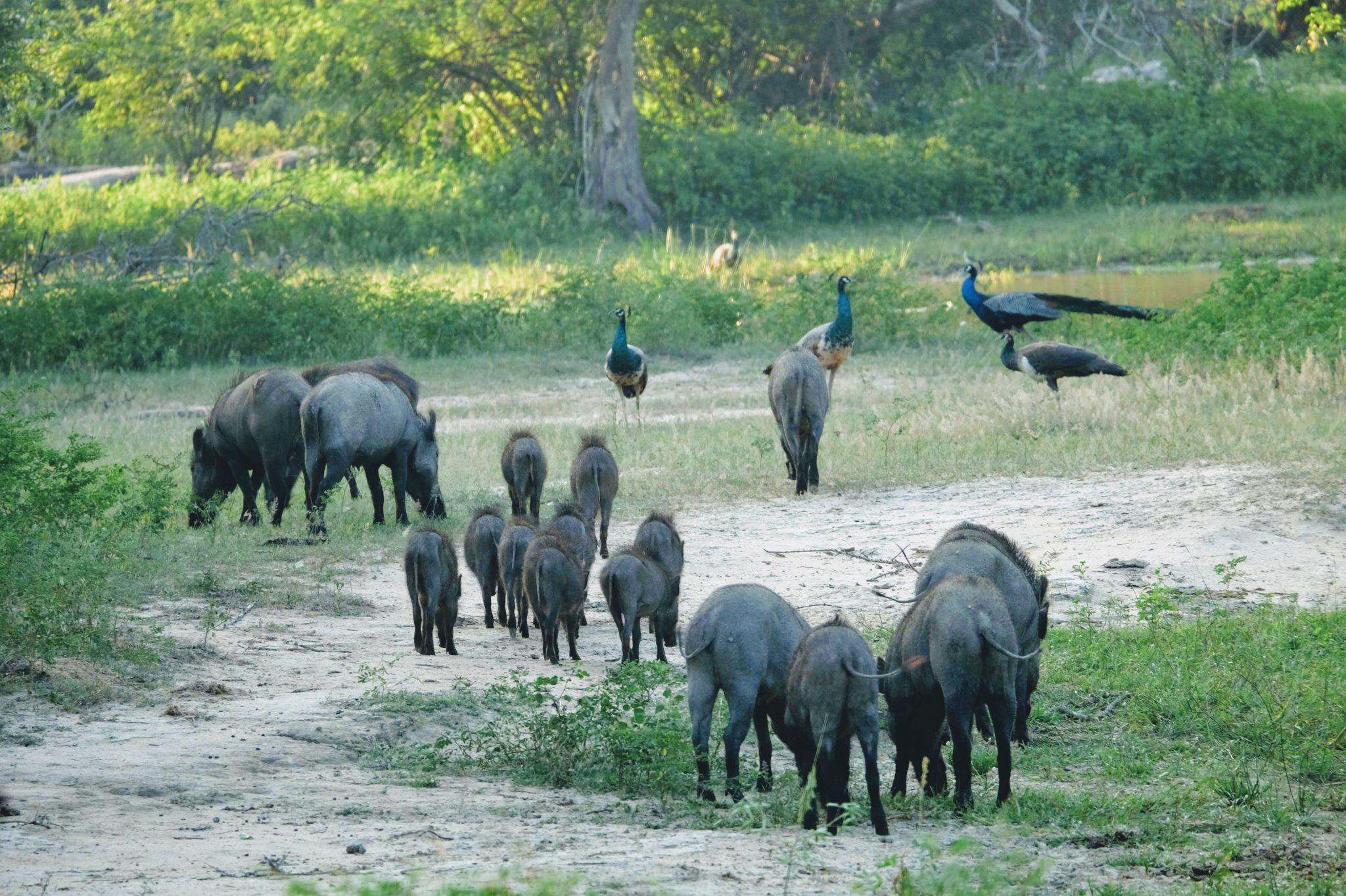 Wild boar, Yala National Park, Sri Lanka