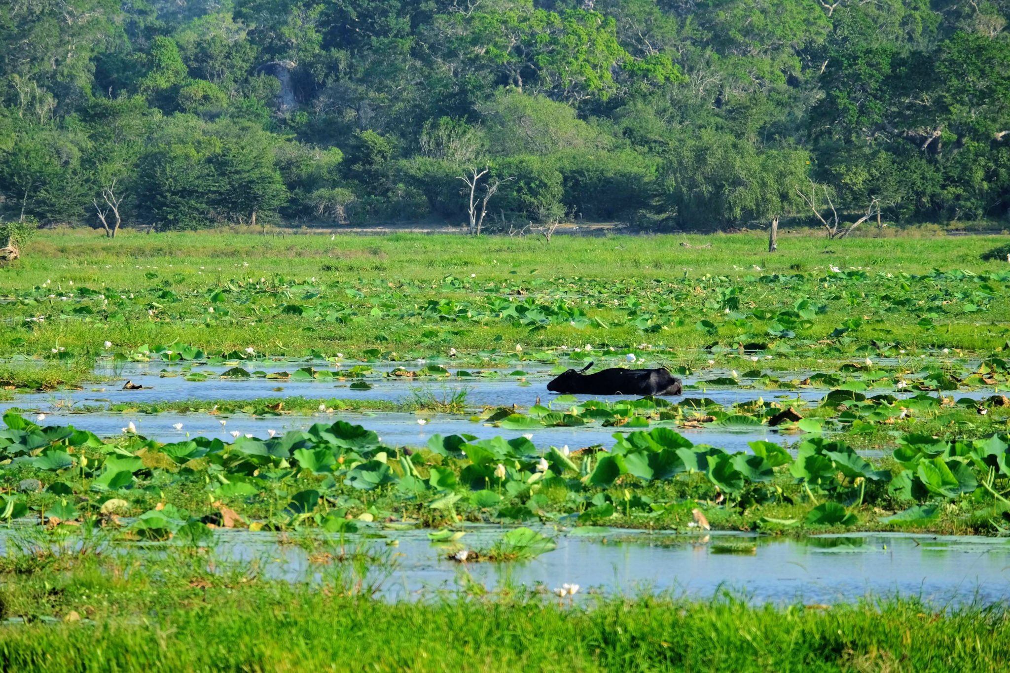 Buffalo, Yala National Park, Sri Lanka