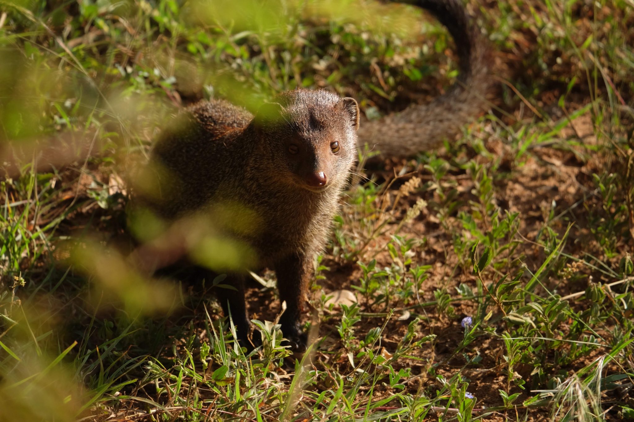 Ruddy mongoose, Yala National Park, Sri Lanka