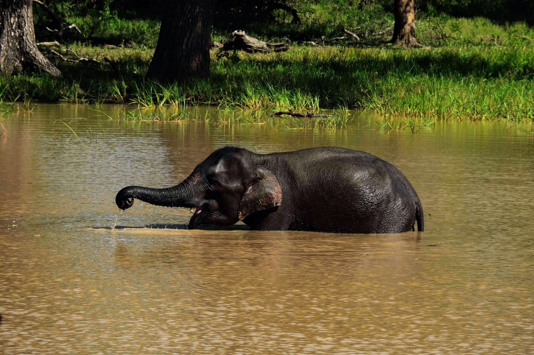 Baby elephant, Yala National Park, Sri Lanka