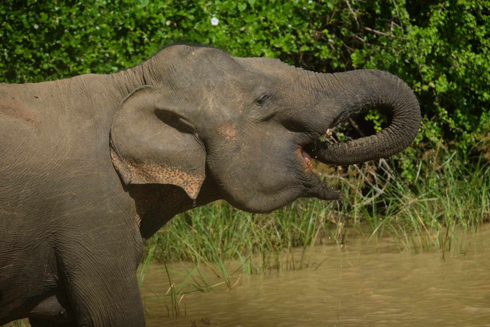 Some happy baby elephants at Yala National Park, Sri Lanka. Young