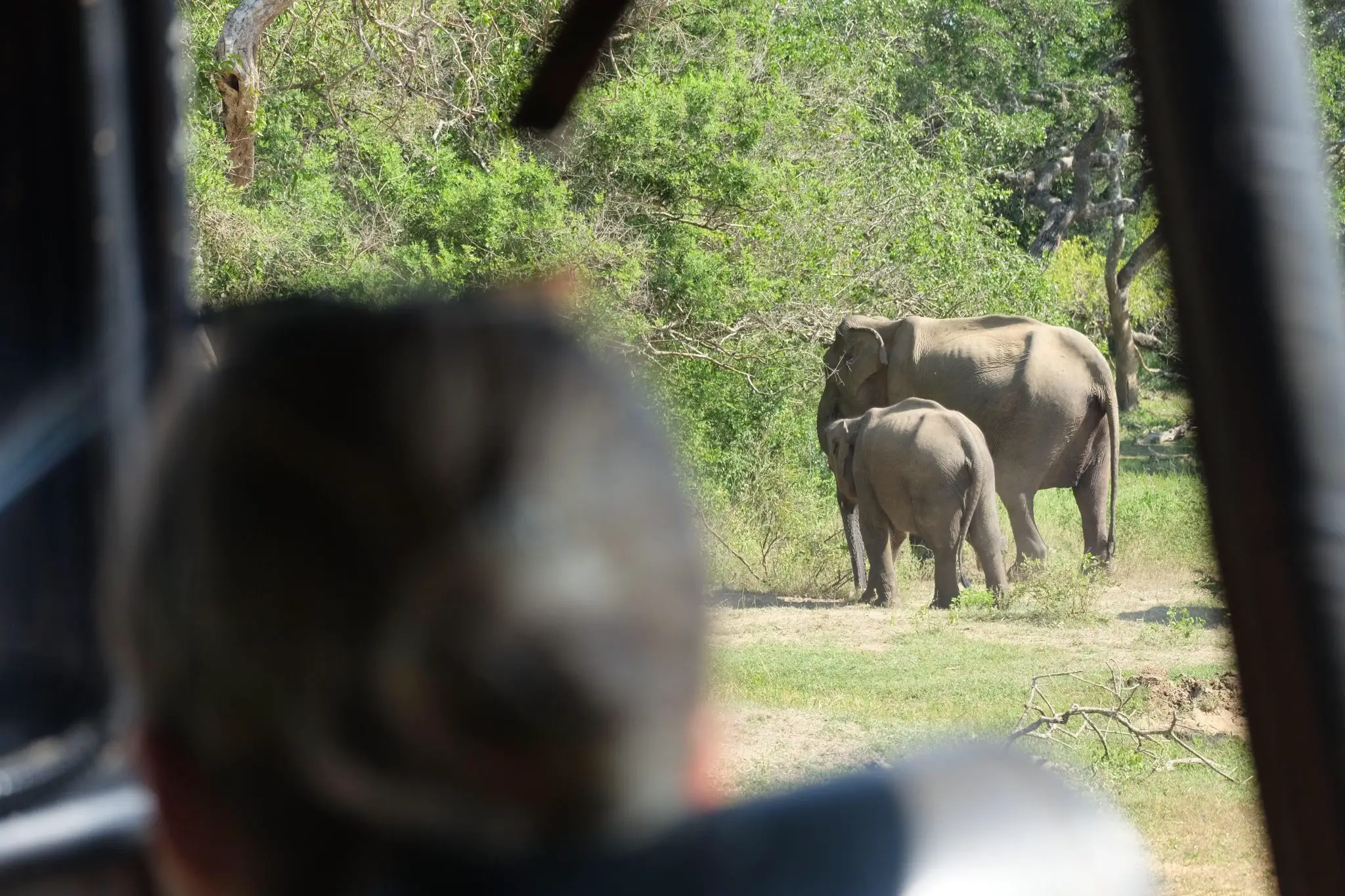 Elephants, Yala National Park, Sri Lanka