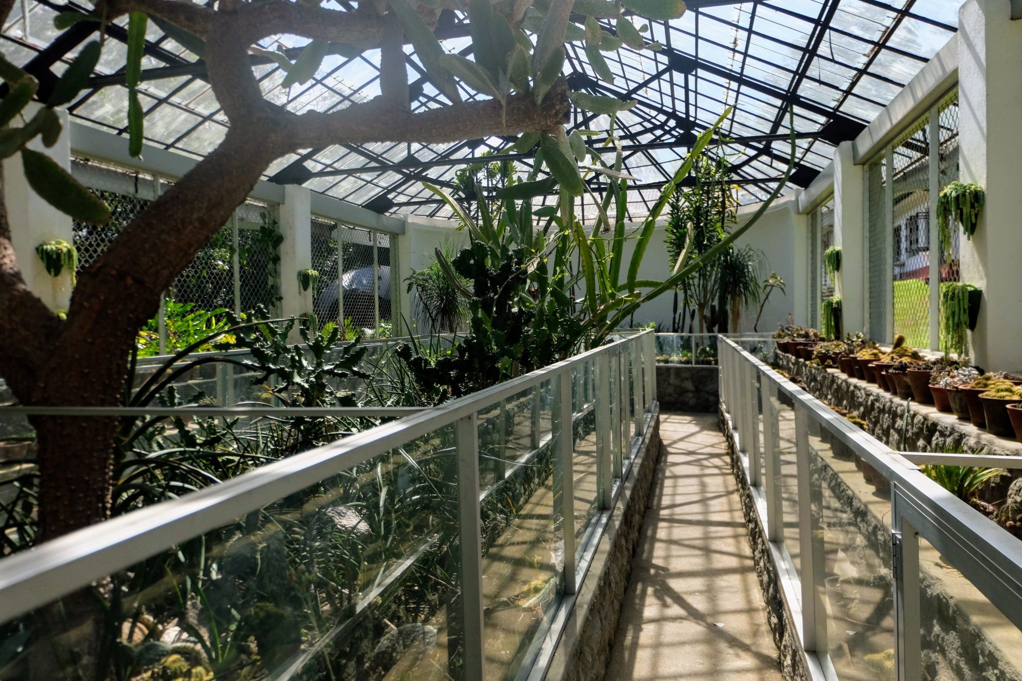 Inside a greenhouse in Kandy Botanical Gardens