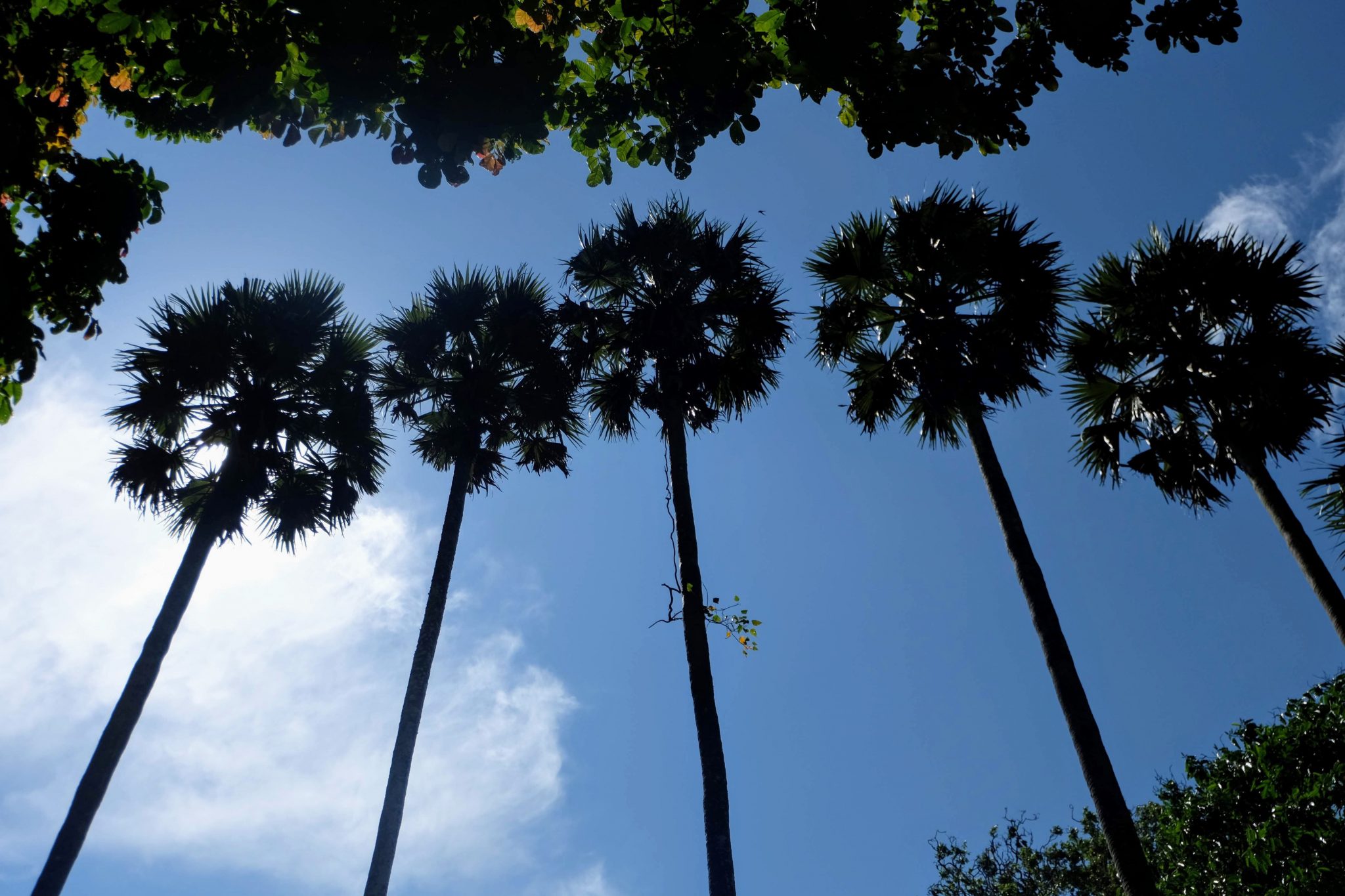 Kandy Botanical Gardens