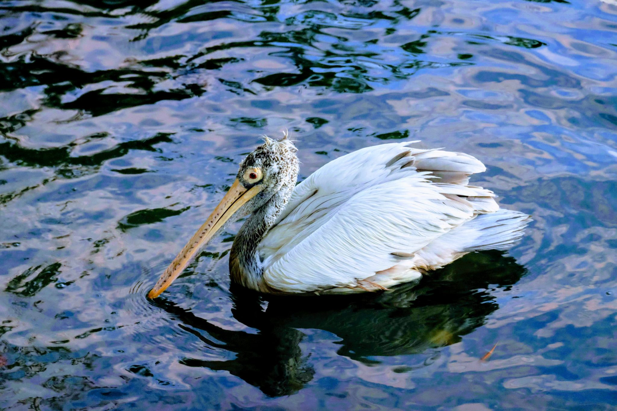 Pelican, Kandy Lake