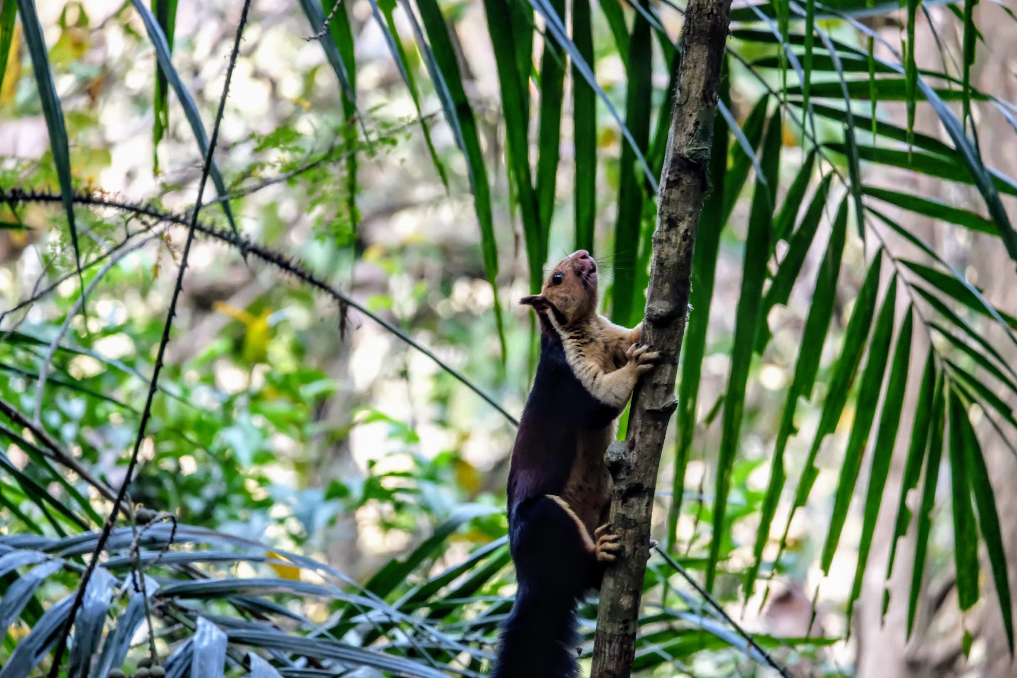 Malabar giant squirrel in Periyar National Park 