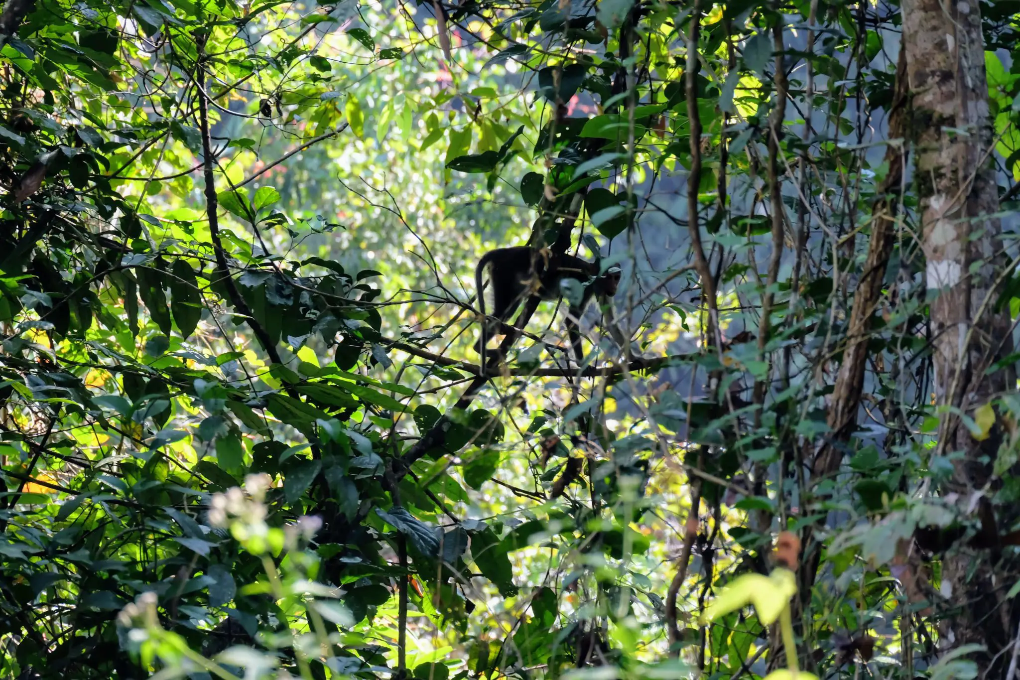 Bonnet macaque, Periyar National Park