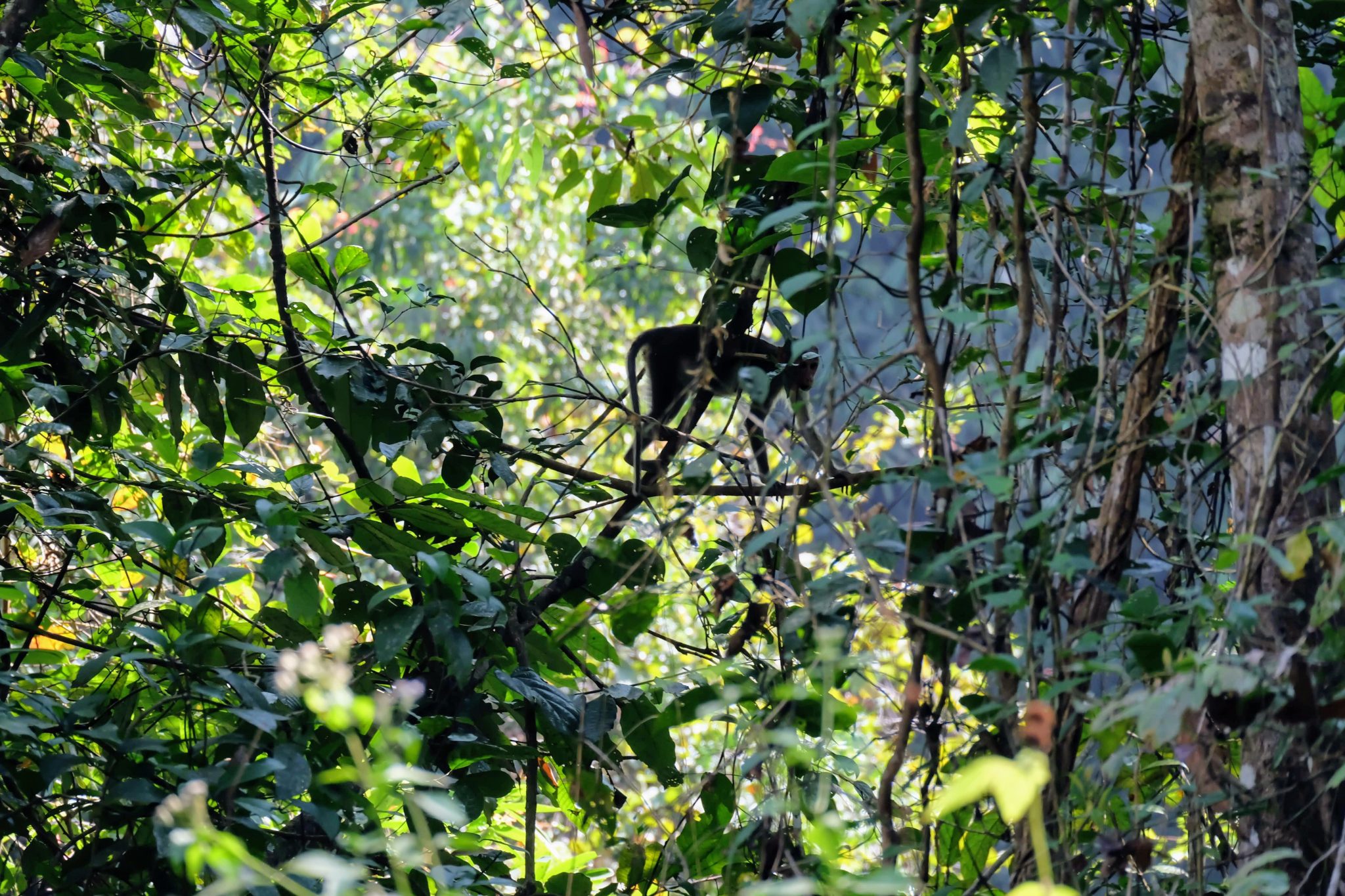 Bonnet macaque, Periyar National Park