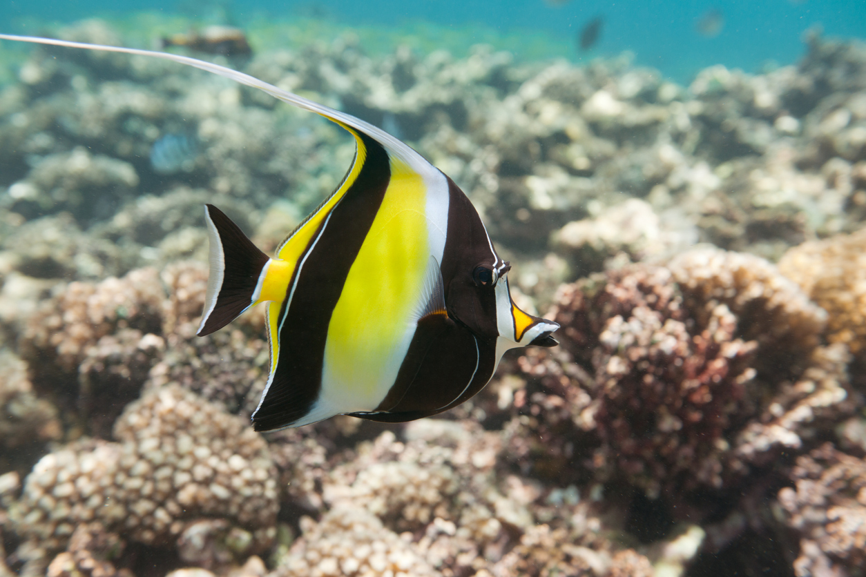 Moorish Idol