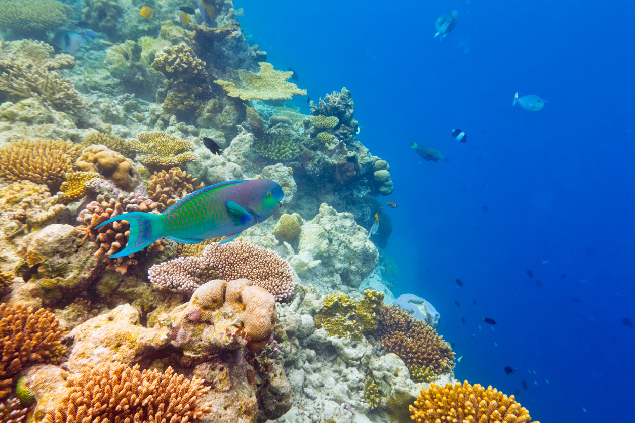 Parrotfish