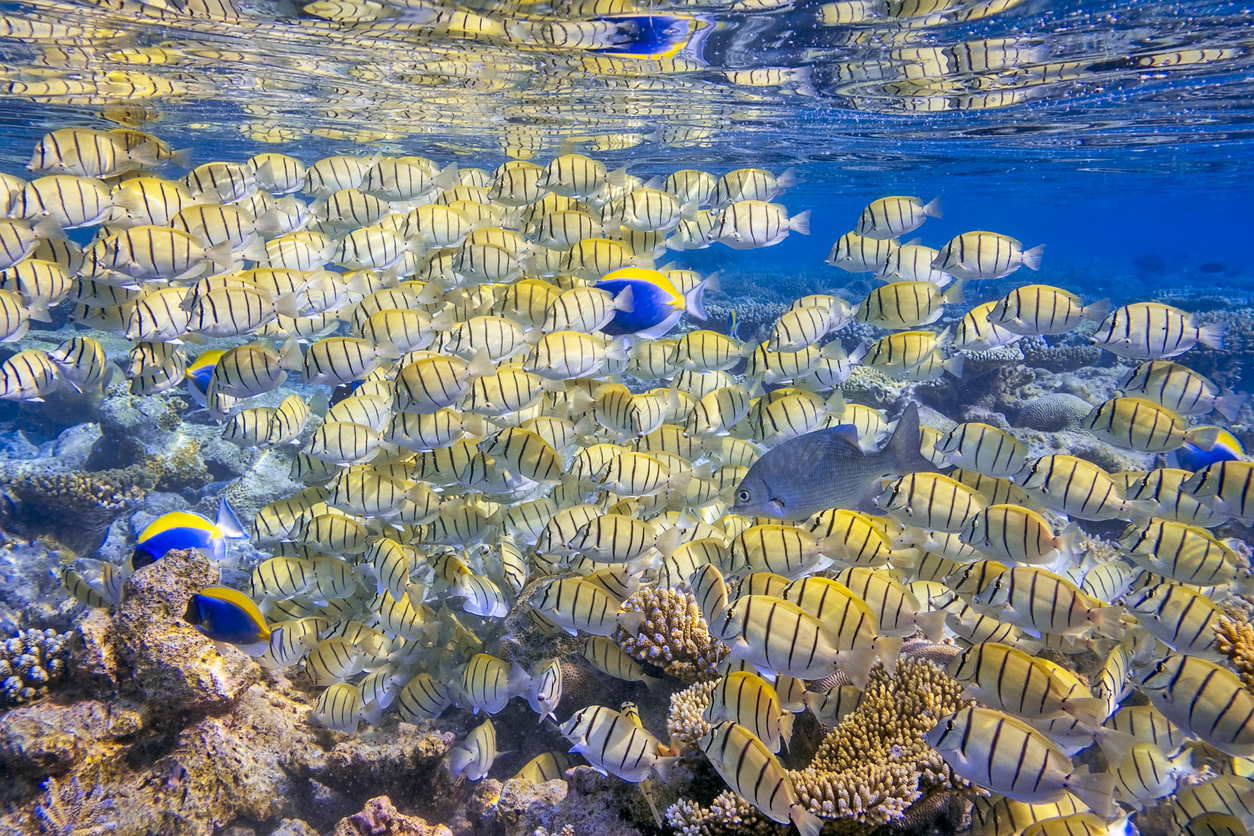 Convict surgeonfish