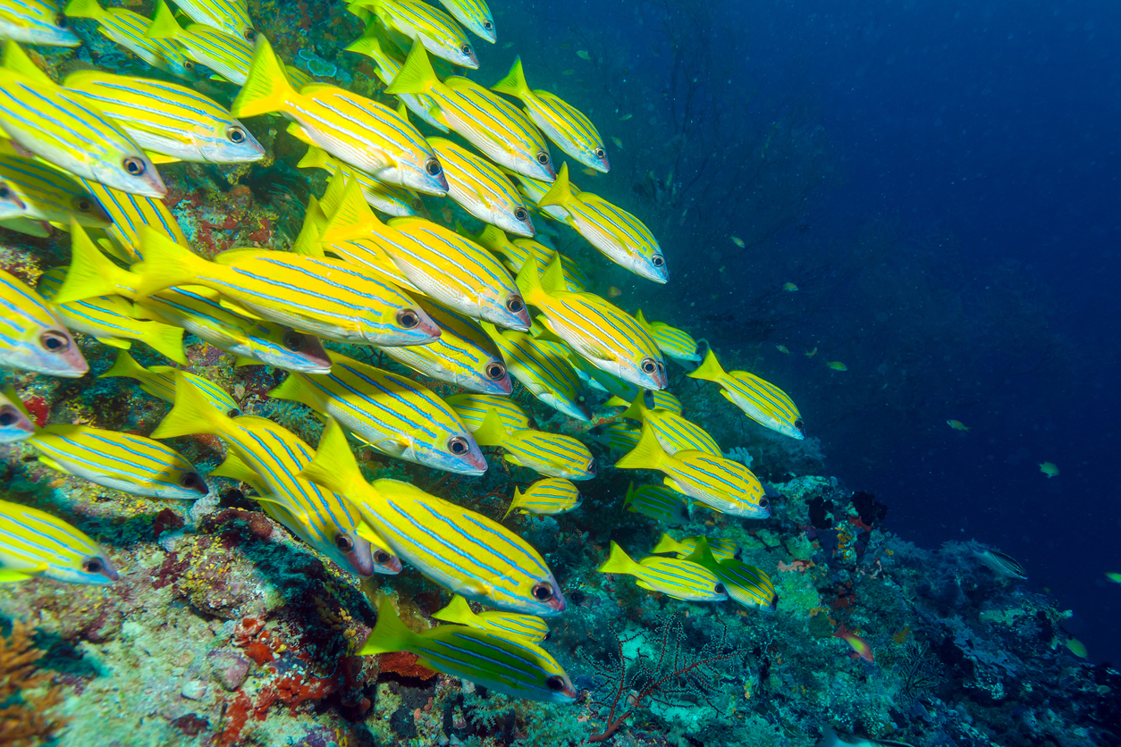 Bluestripe snapper