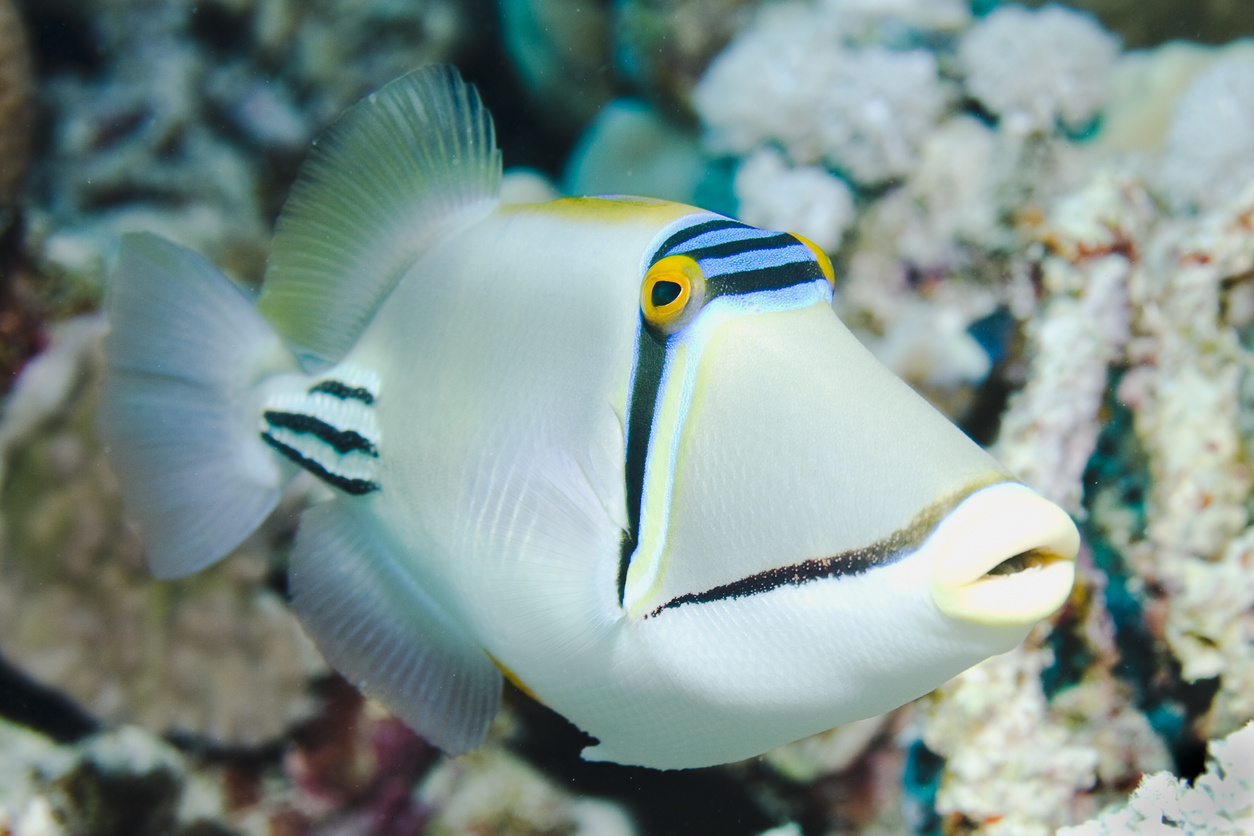 Picasso triggerfish