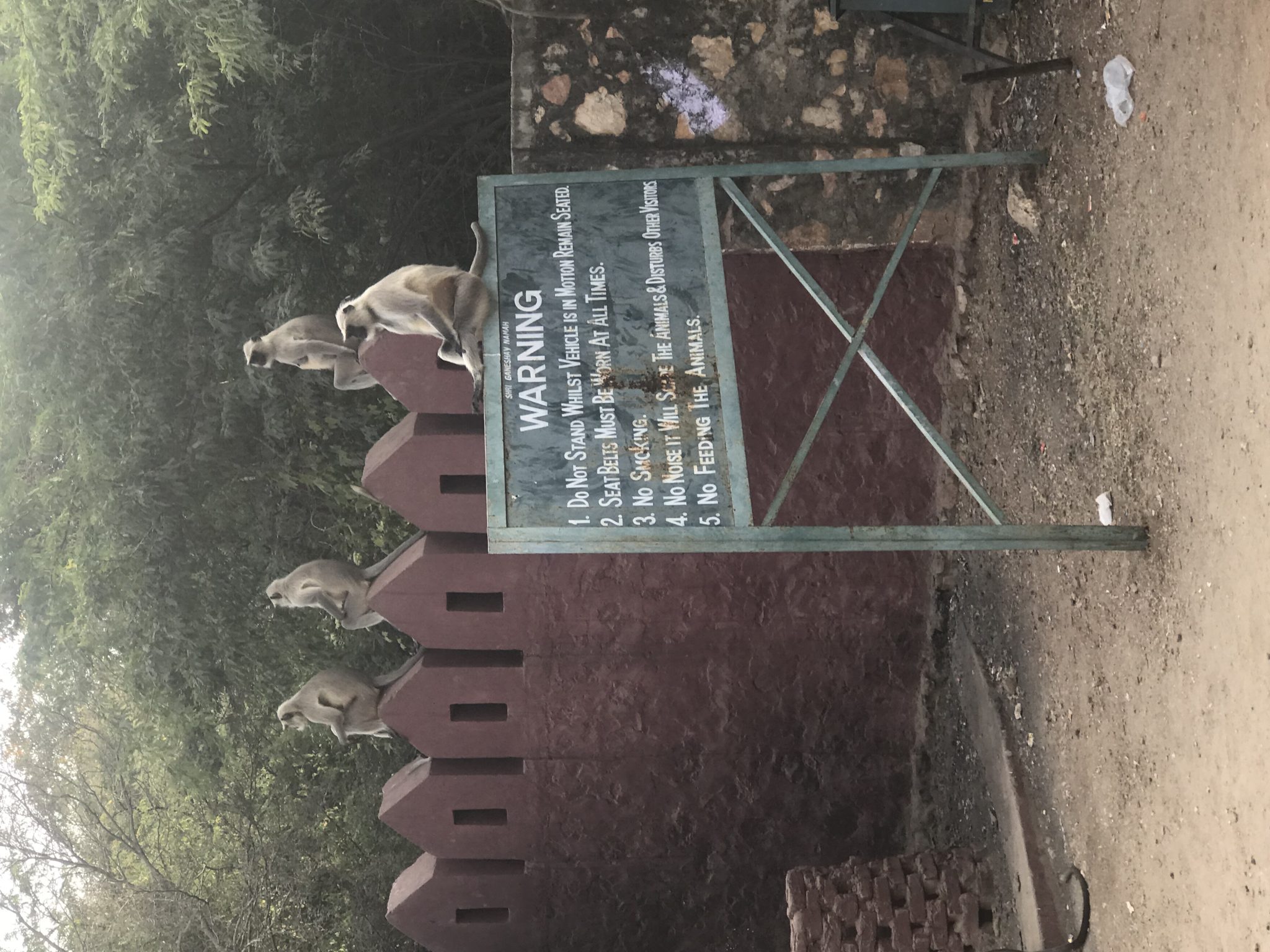 Grey langurs, Ranthambore National Park, India