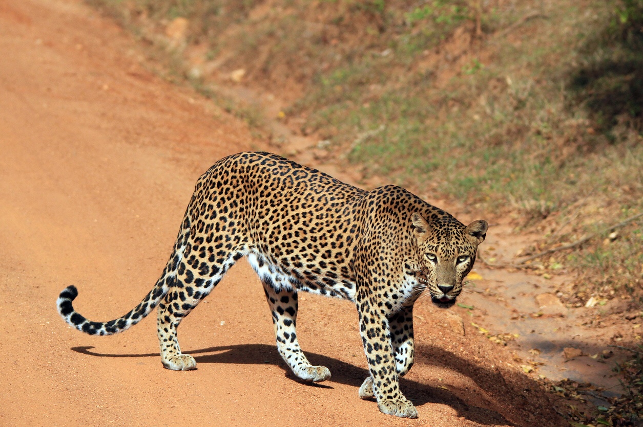 Where to spot leopards in Sri Lanka