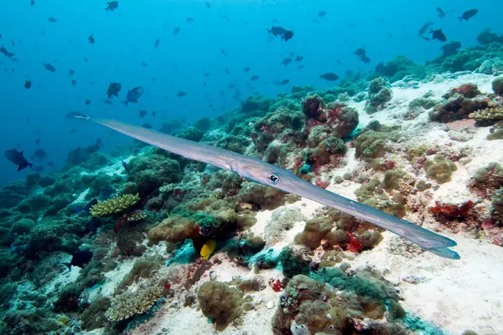 Cornetfish