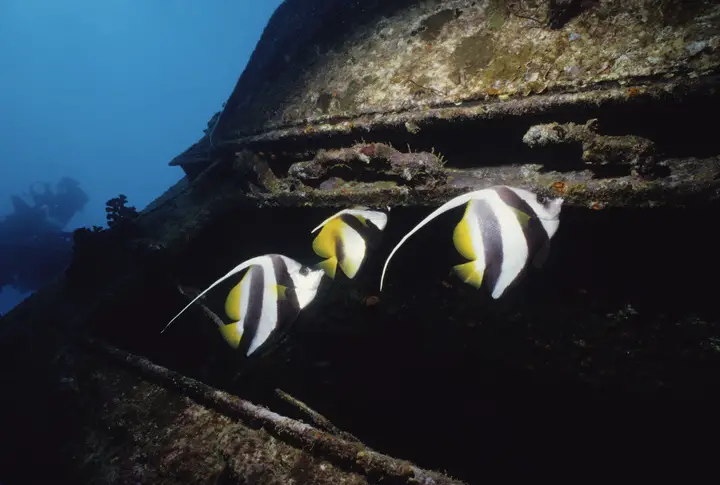 Pennant coralfish