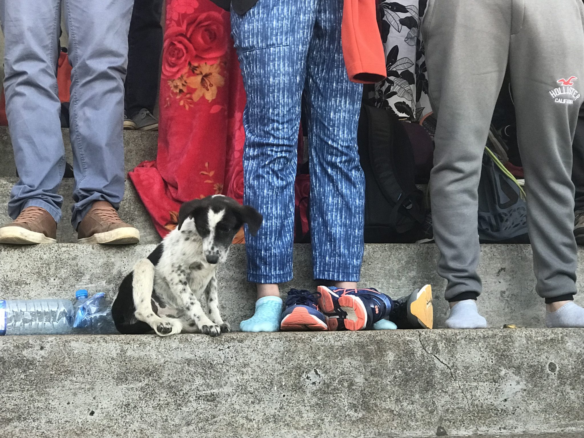 Puppy watching the sunrise on Adam's Peak, Sri Lanka