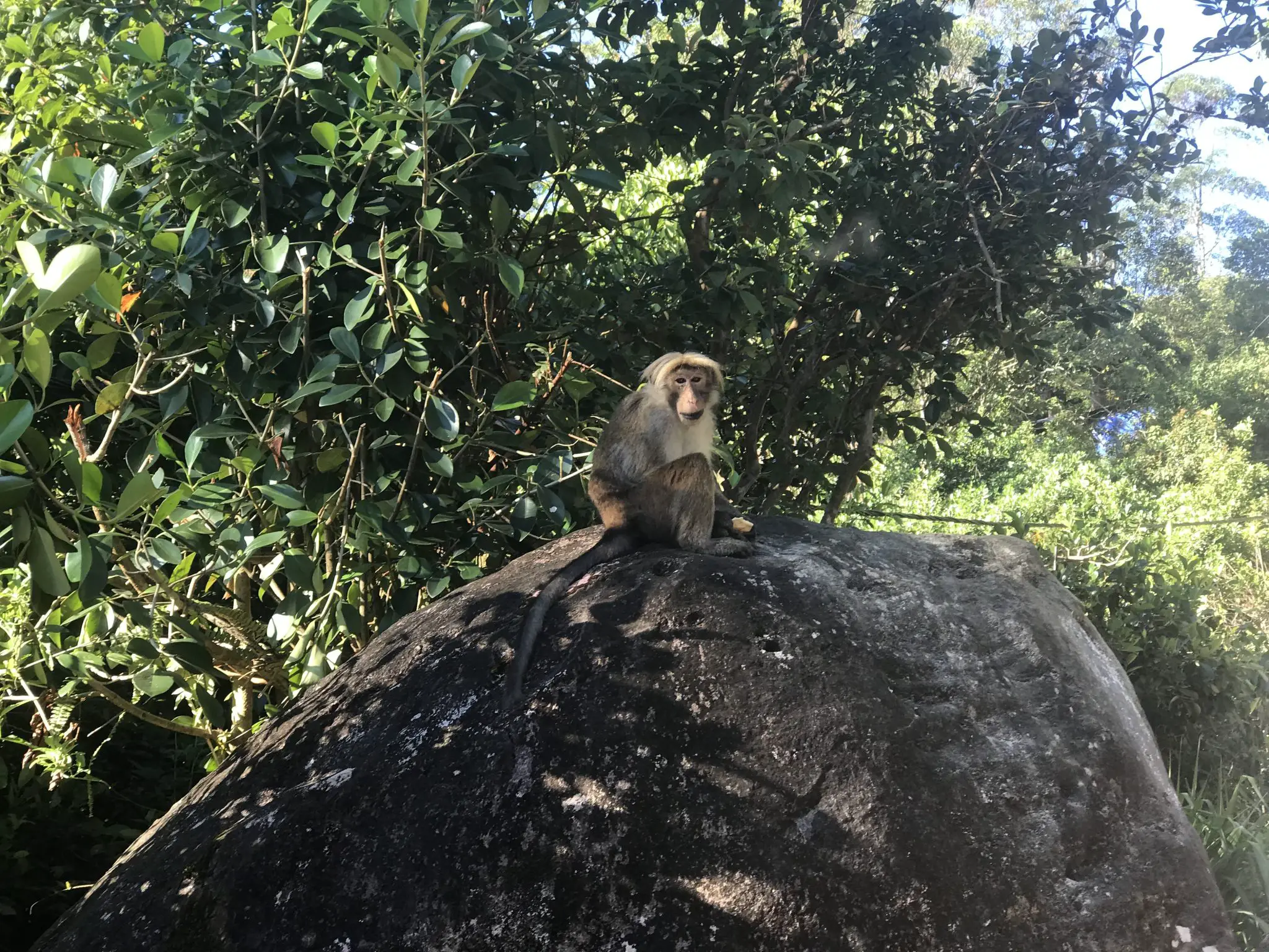Toque macaque near Adam's Peak, Sri Lanka