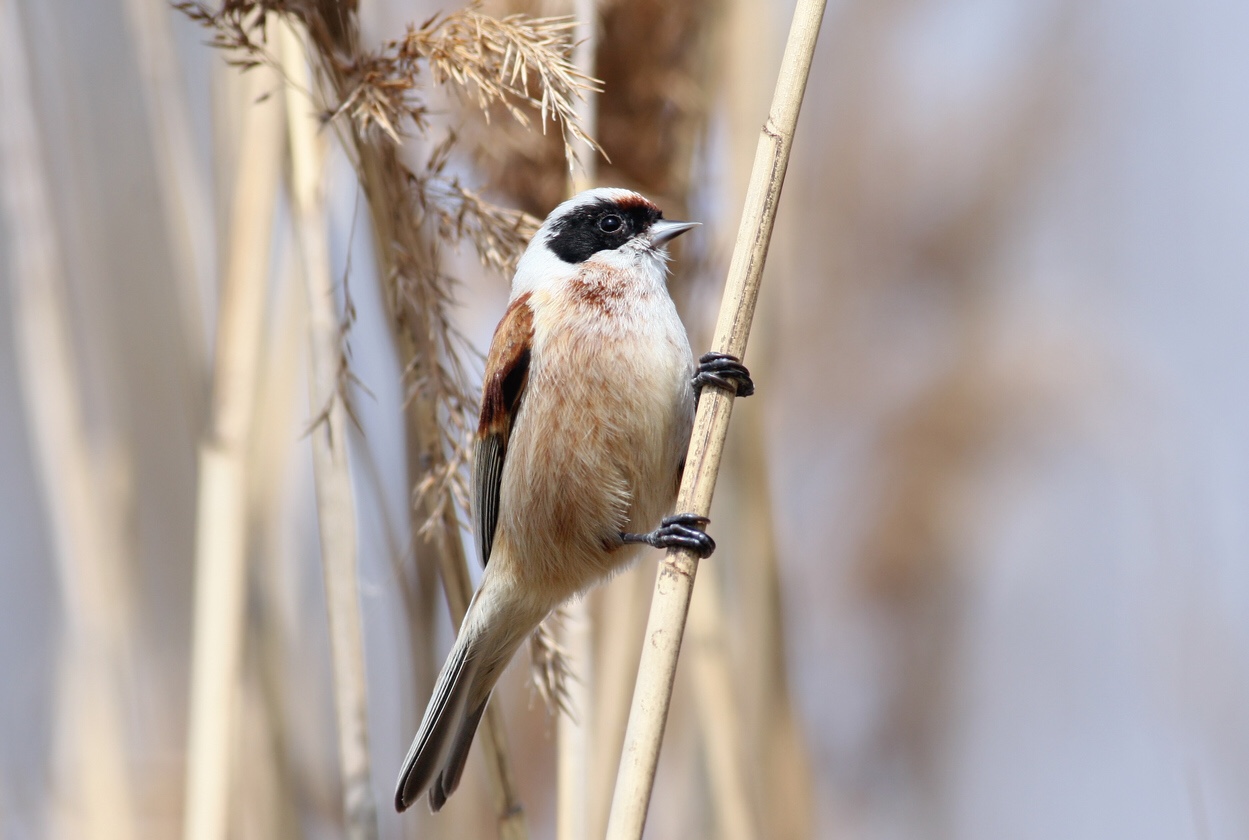 Penduline tit