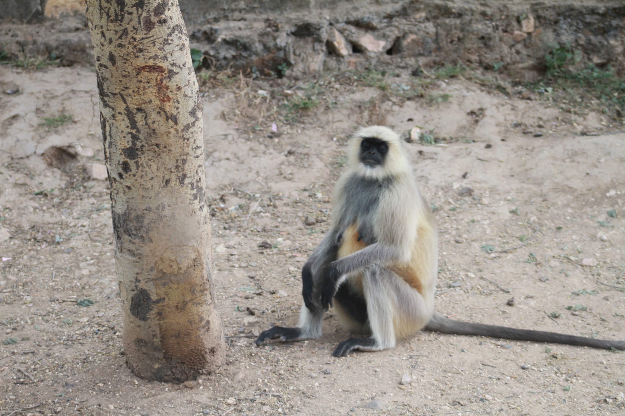 Grey langur, Ranthambore National Park, India