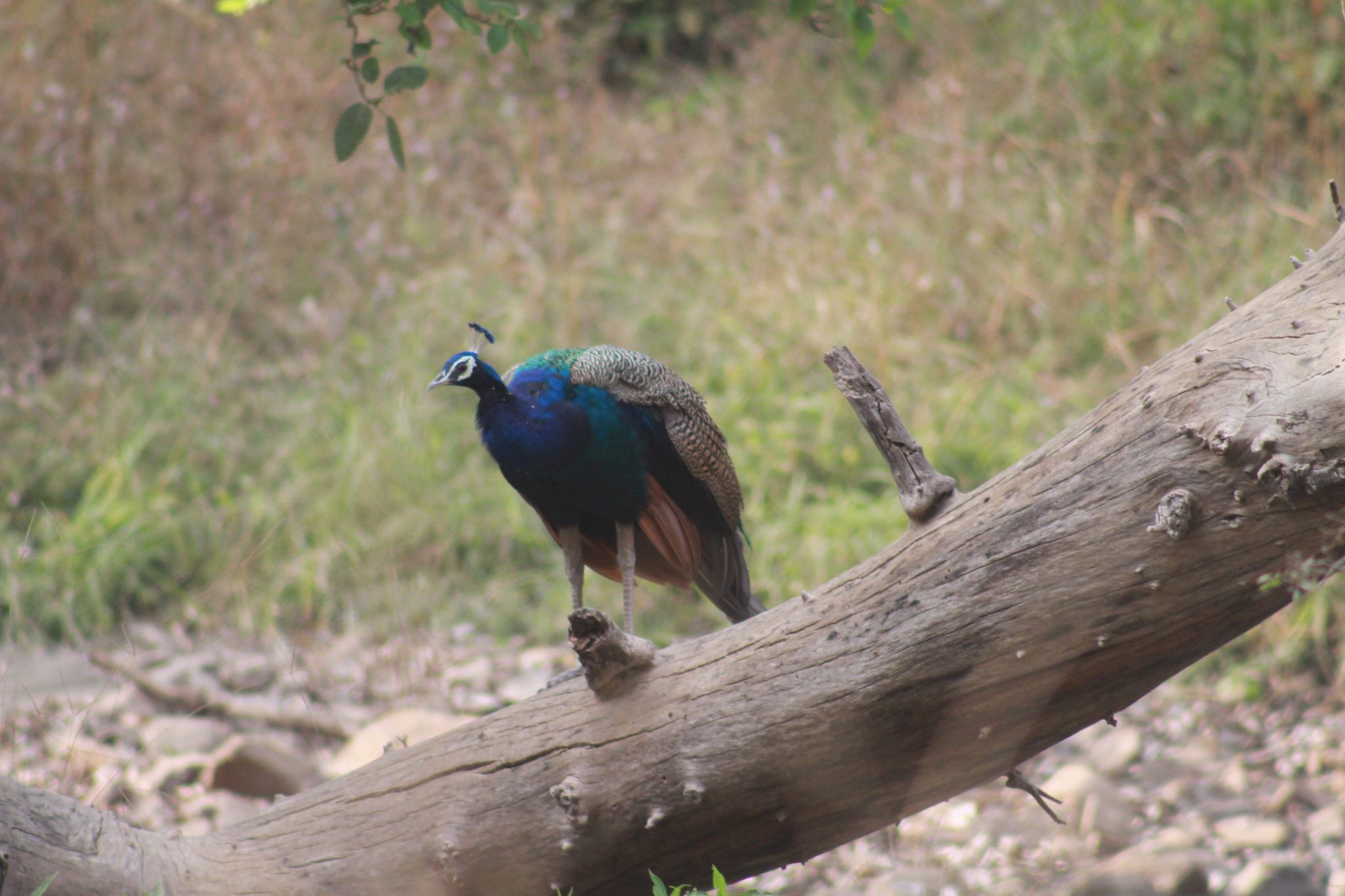 Peacock, Ranthambore National Park, India