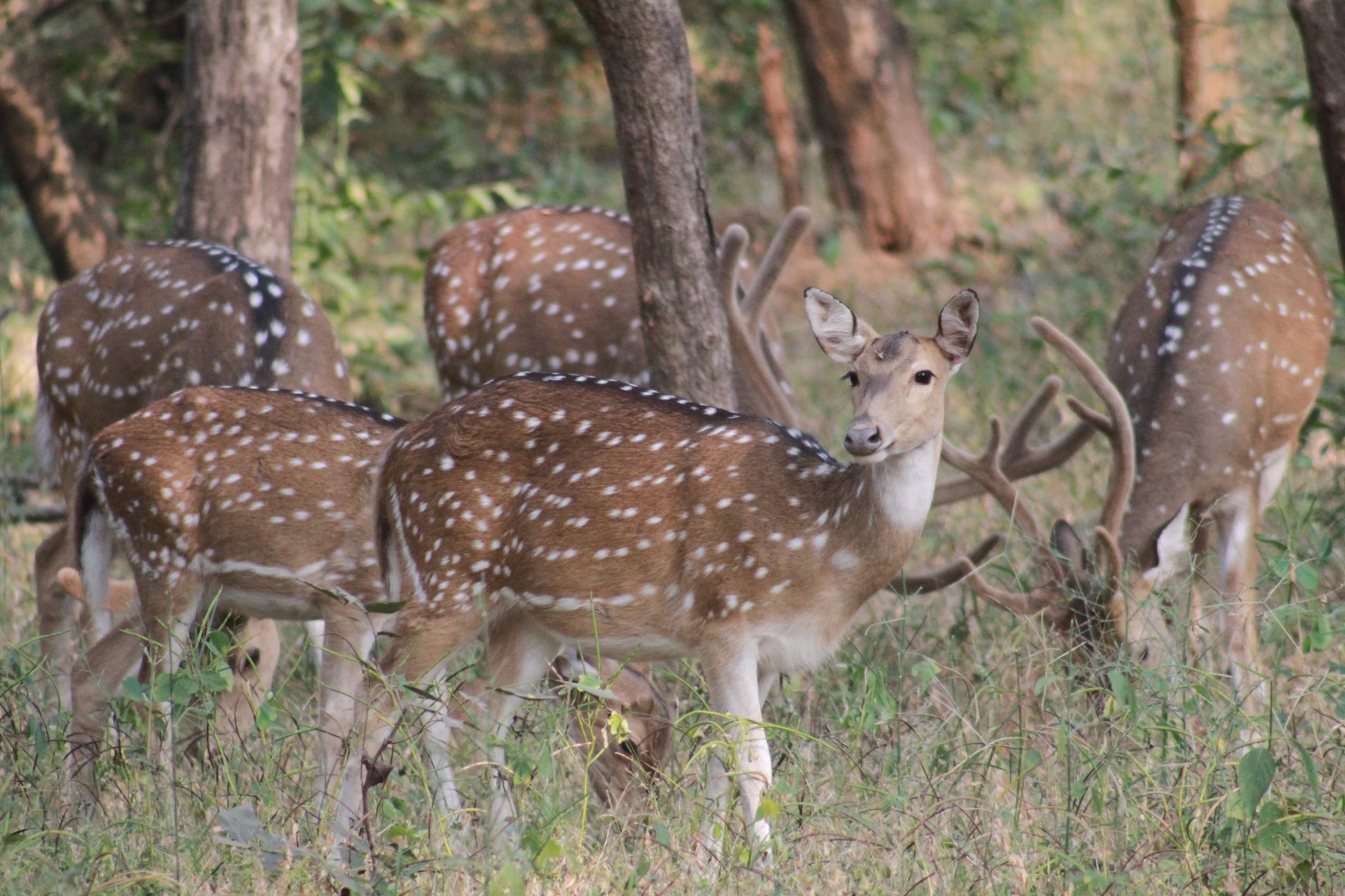 Spotted deer, Ranthambore National Park, India