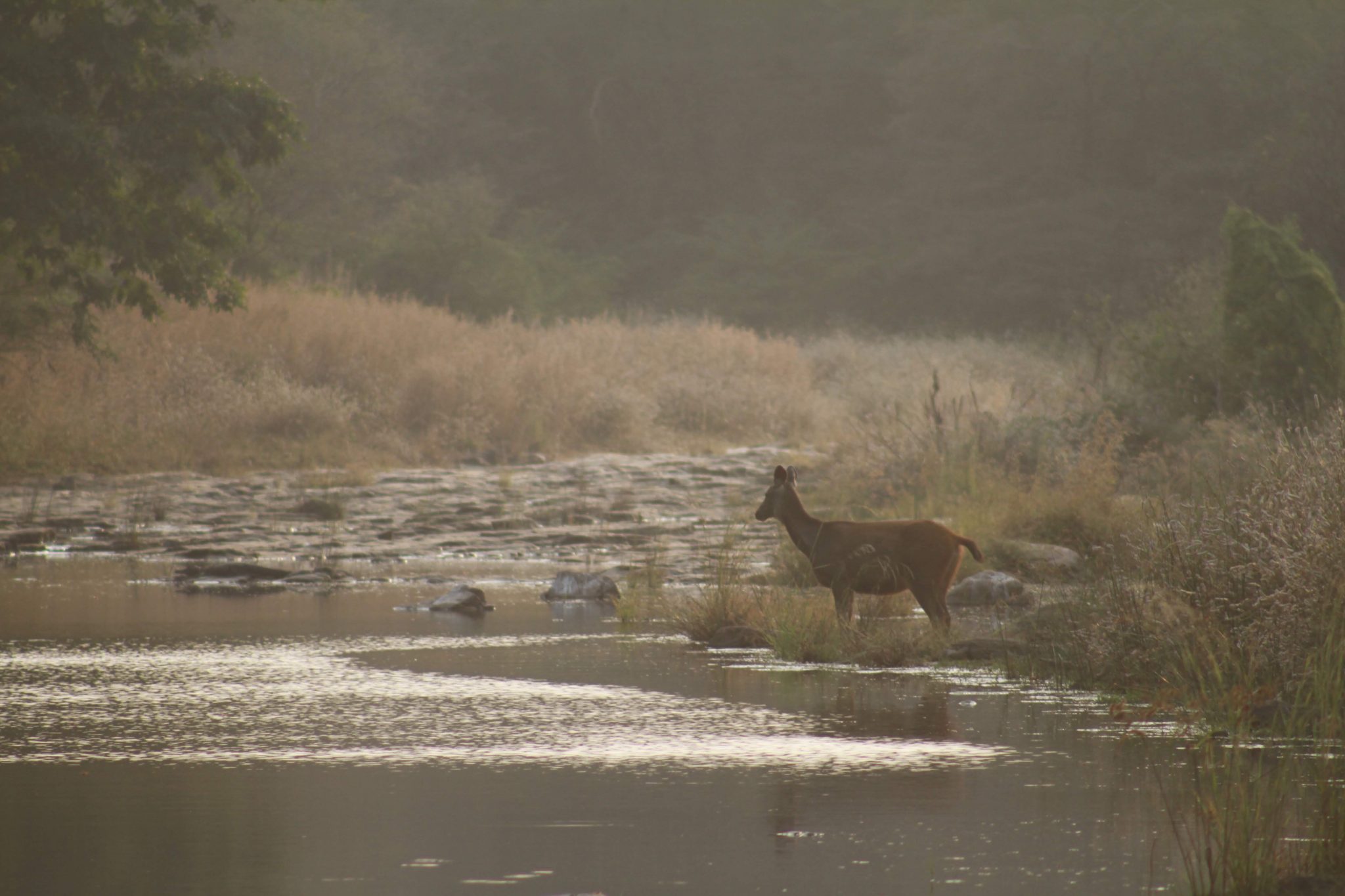 Sambar deer, Ranthambore National Park, India