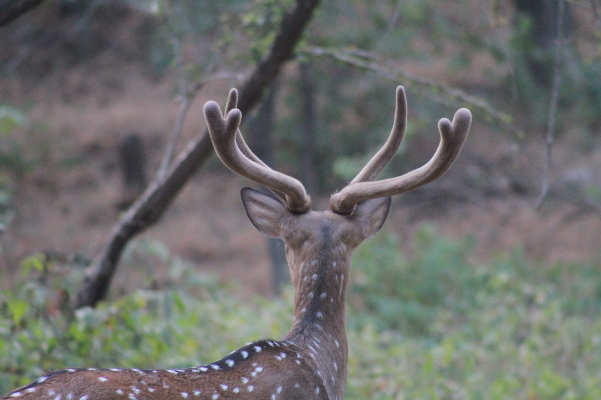 Spotted deer, Ranthambore National Park, India