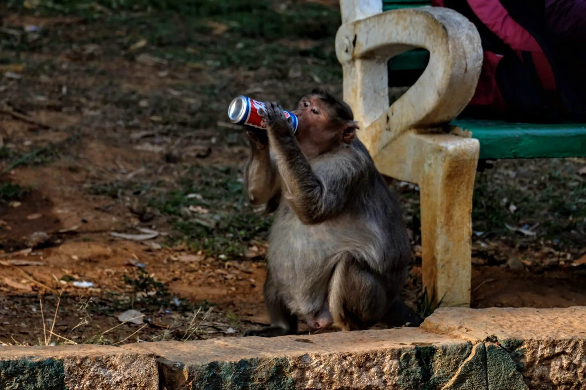 Obese macaque at Lal Bagh Botanical Gardens, Bangalore