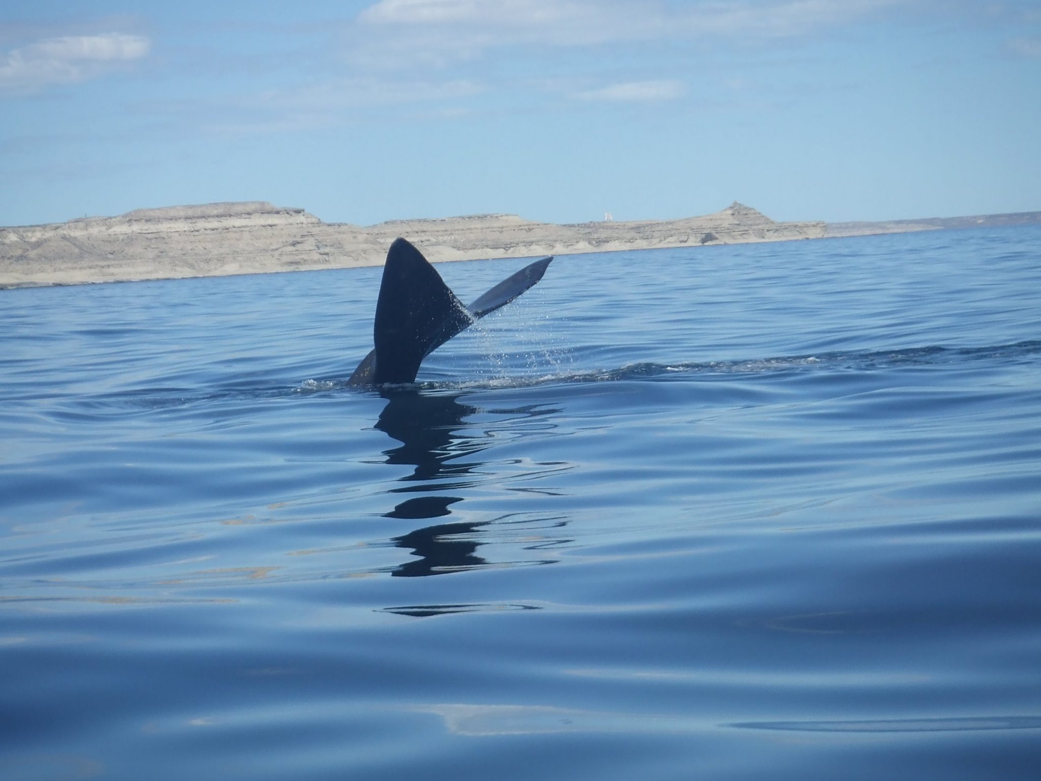 Southern right whale, Peninsular Valdés, Argentina