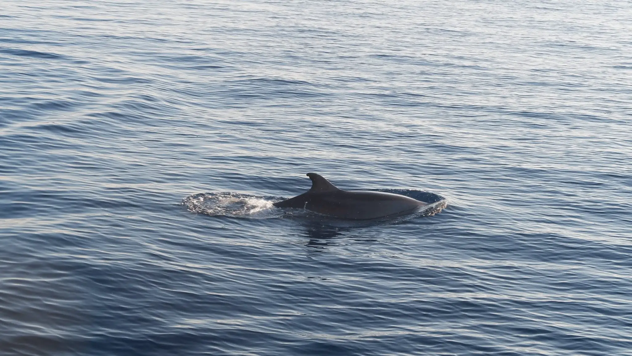 Bottlenose dolphin off the coast of Mallorca