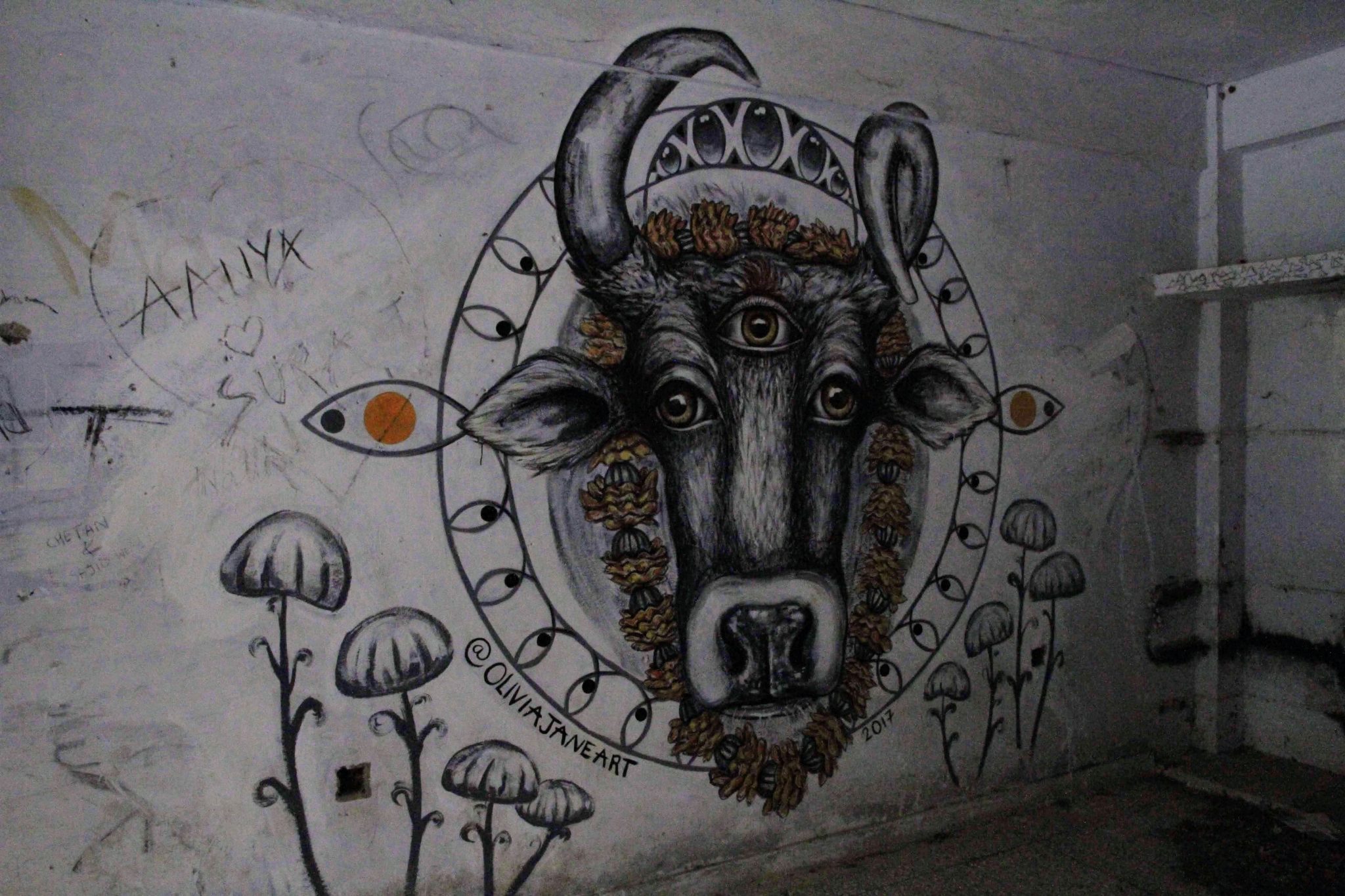 Cow graffiti in the flats, The Beatles Ashram, Rishikesh