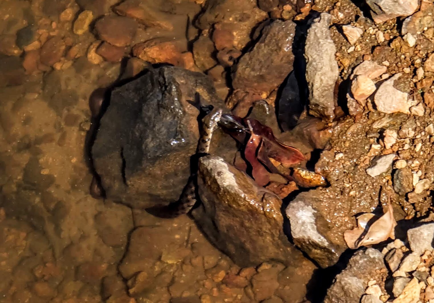 Snake at Gavi Dam